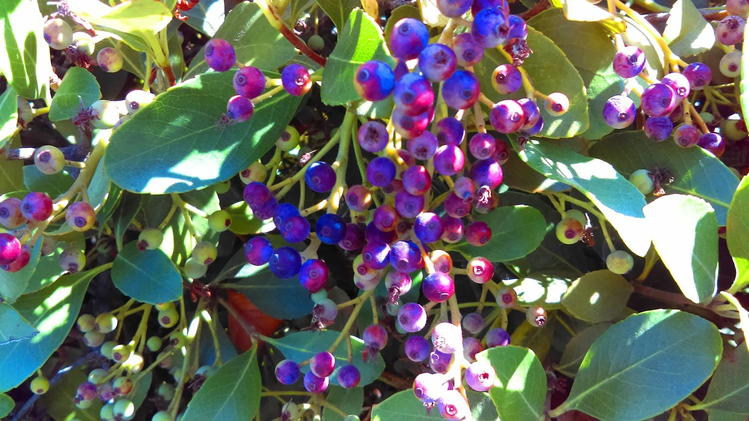 The Best Compact Evergreen Plants for Front Entryways and Foundation Beds