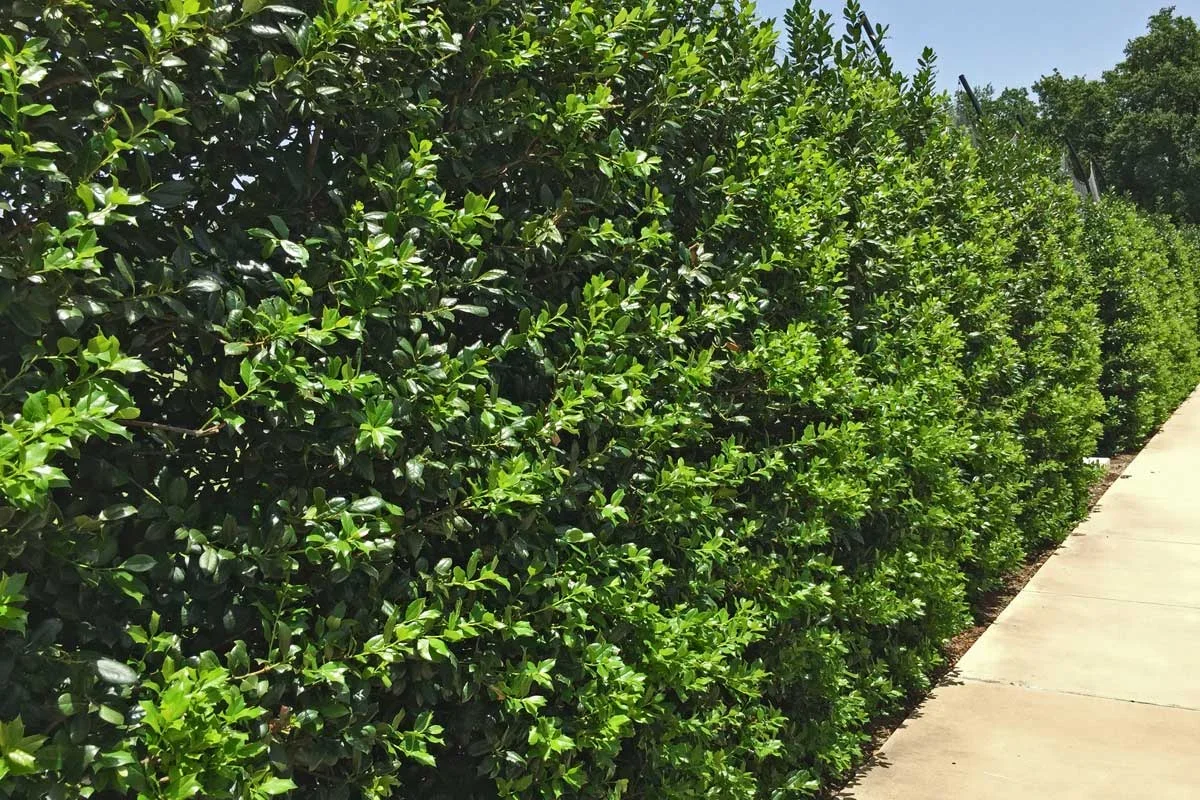 The Best Holly Varieties for Evergreen Privacy Screens in Western North Carolina