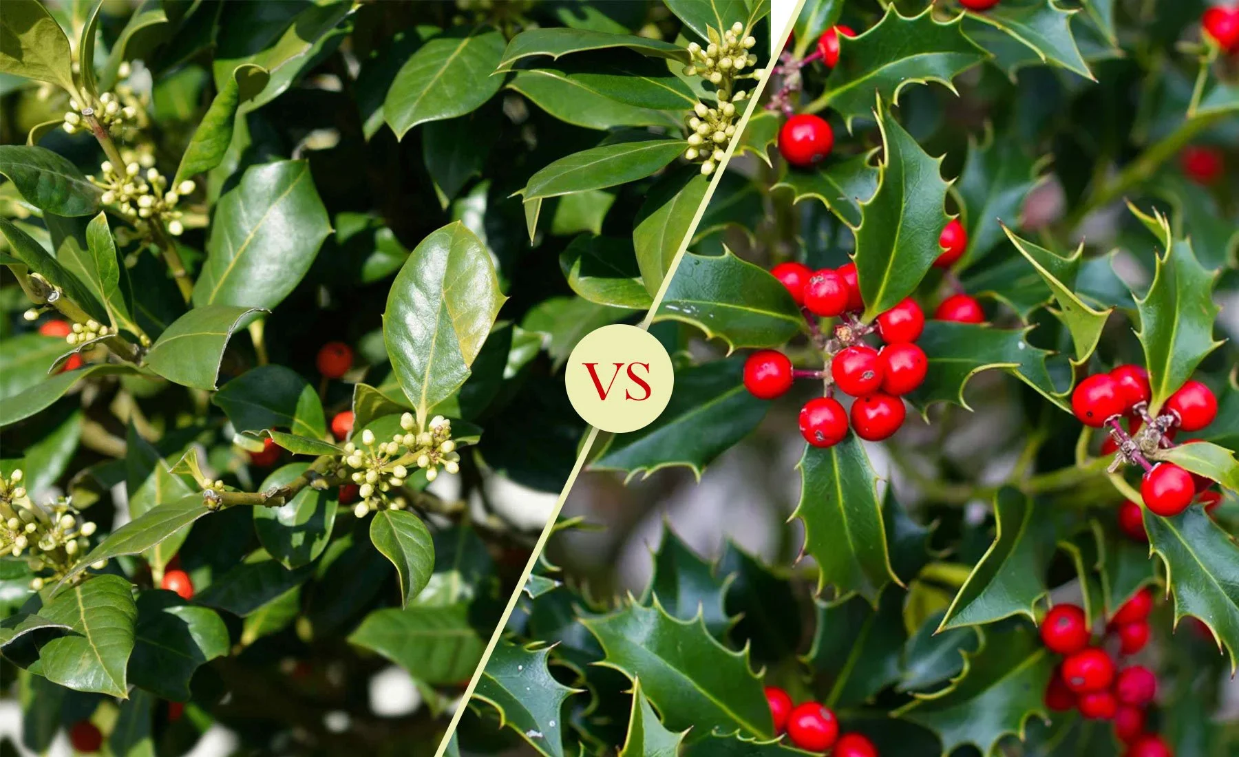 American Holly vs. Nellie Stevens Holly: Which Makes the Better Privacy Screen?
