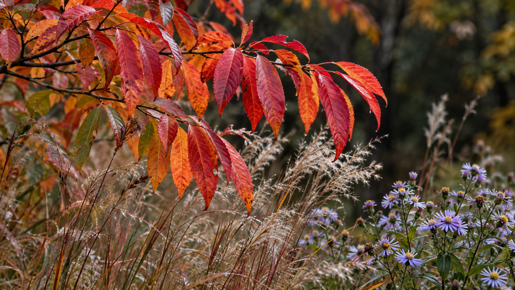 The Best Native Plants for Fall Color in Western North Carolina