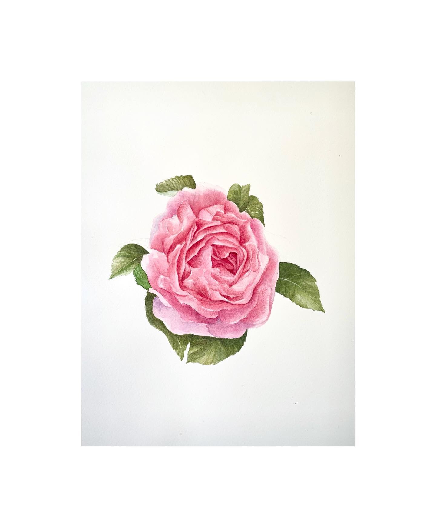 A Botanical Buttonhole from me to you. 🌸

This &lsquo;Constance Spry&rsquo; rose belongs to the same collection as the Summer&rsquo;s Meadow piece in yesterdays&rsquo;s post.  These botanicals were created for a suite of wedding stationary that I wa