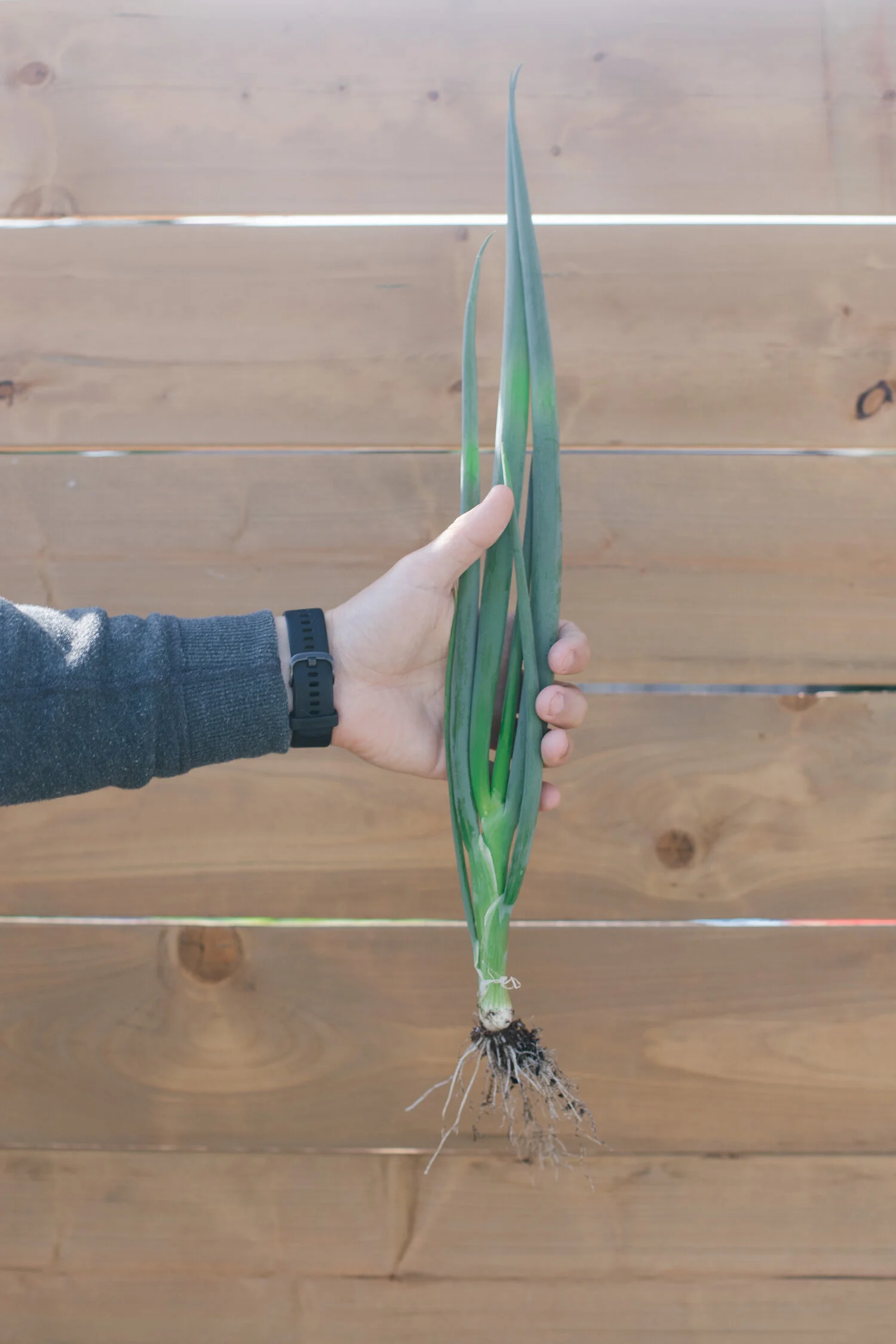 A stalk of green onion, freshly pulled from the garden being held in front of a wooden background.