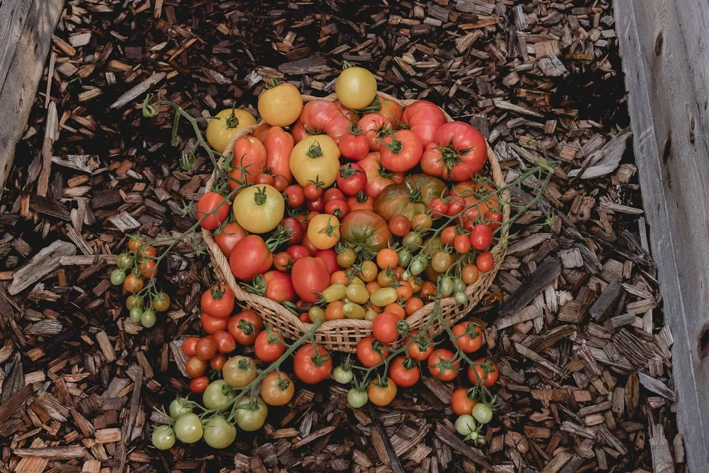 Introducing: My 2026 Seed List