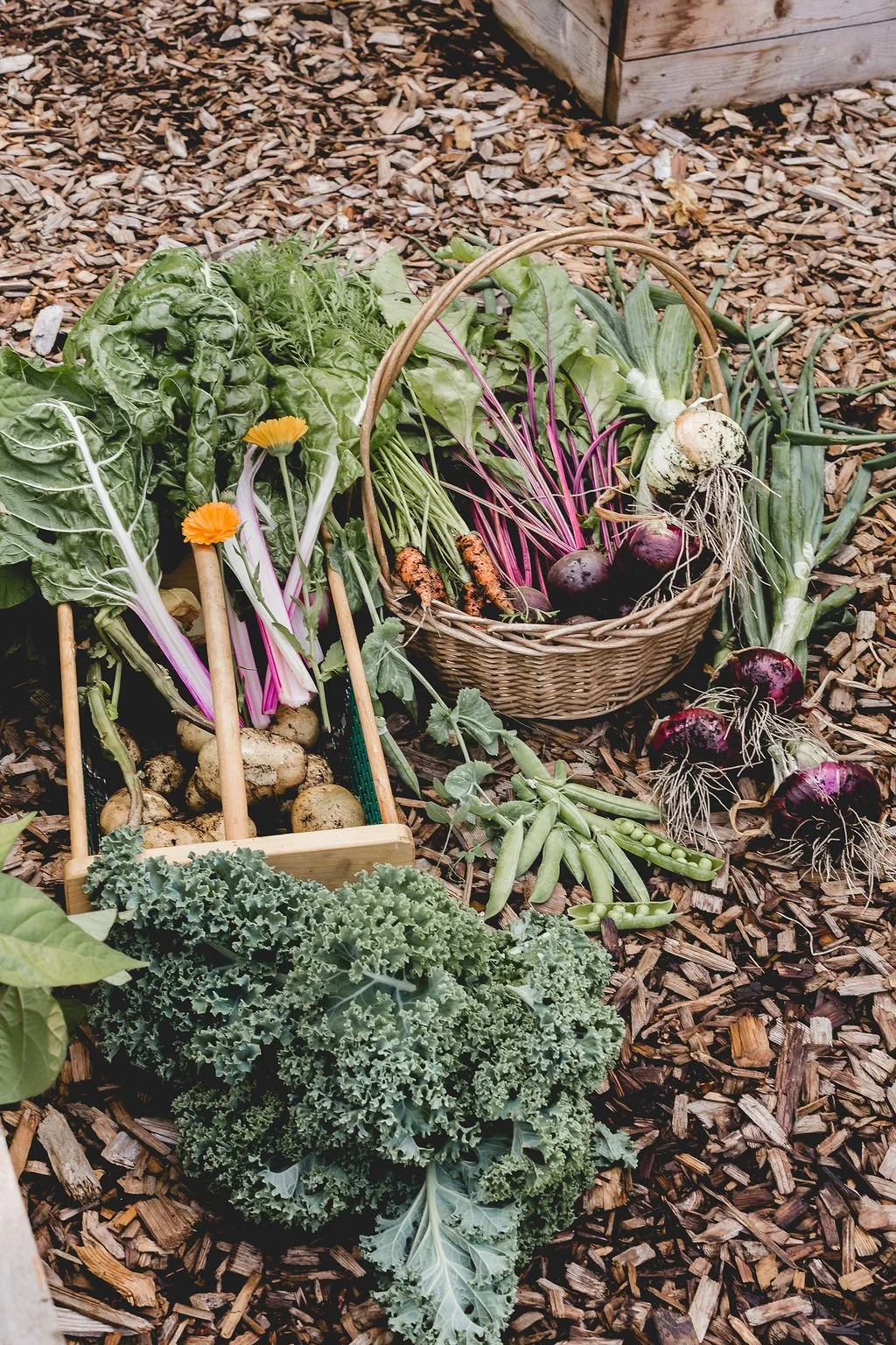 Answering Your Beginner Gardening Questions!