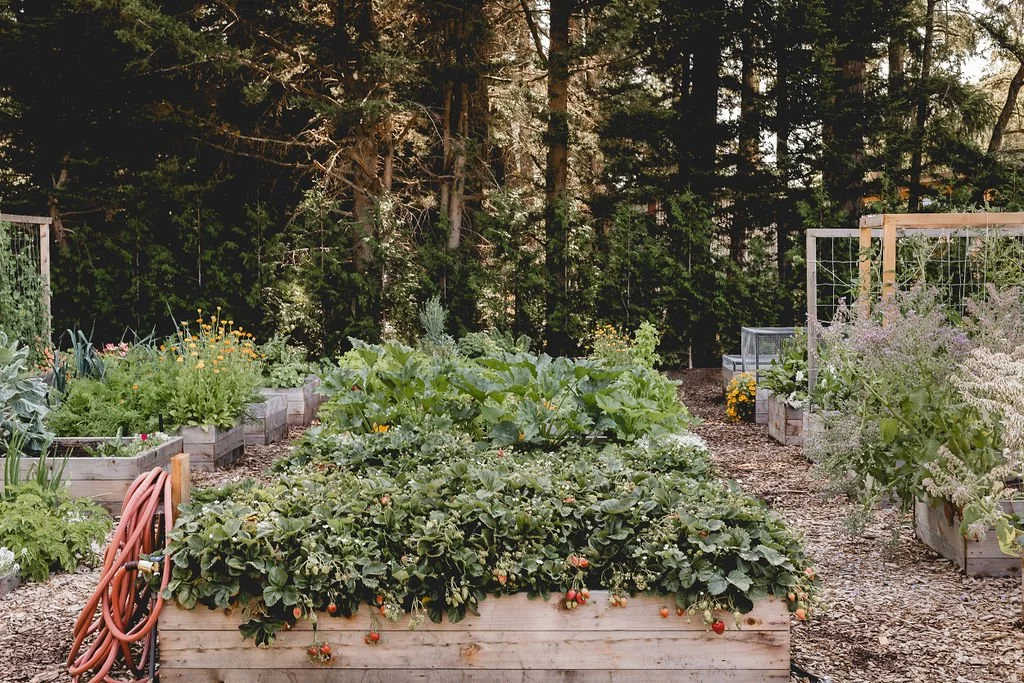7 Things I’ve Learned About Gardening (And Wish I Knew Sooner!)