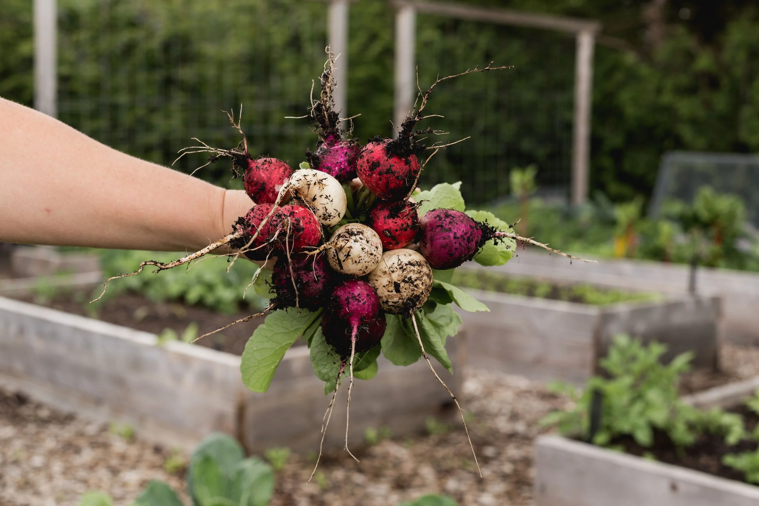 How to Grow Radishes: A Beginner’s Guide
