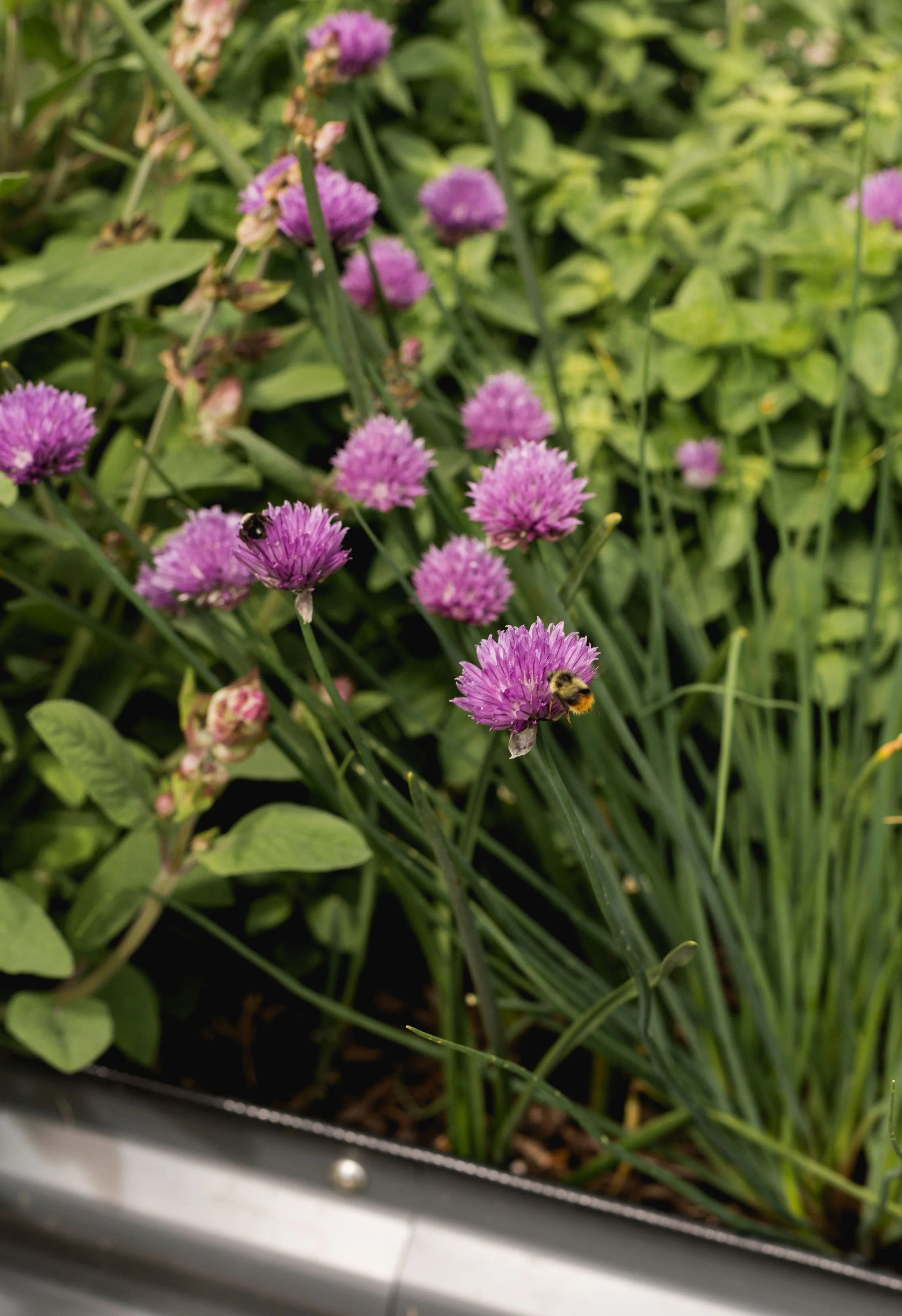 Why Growing Chives In Your Garden is a Must!