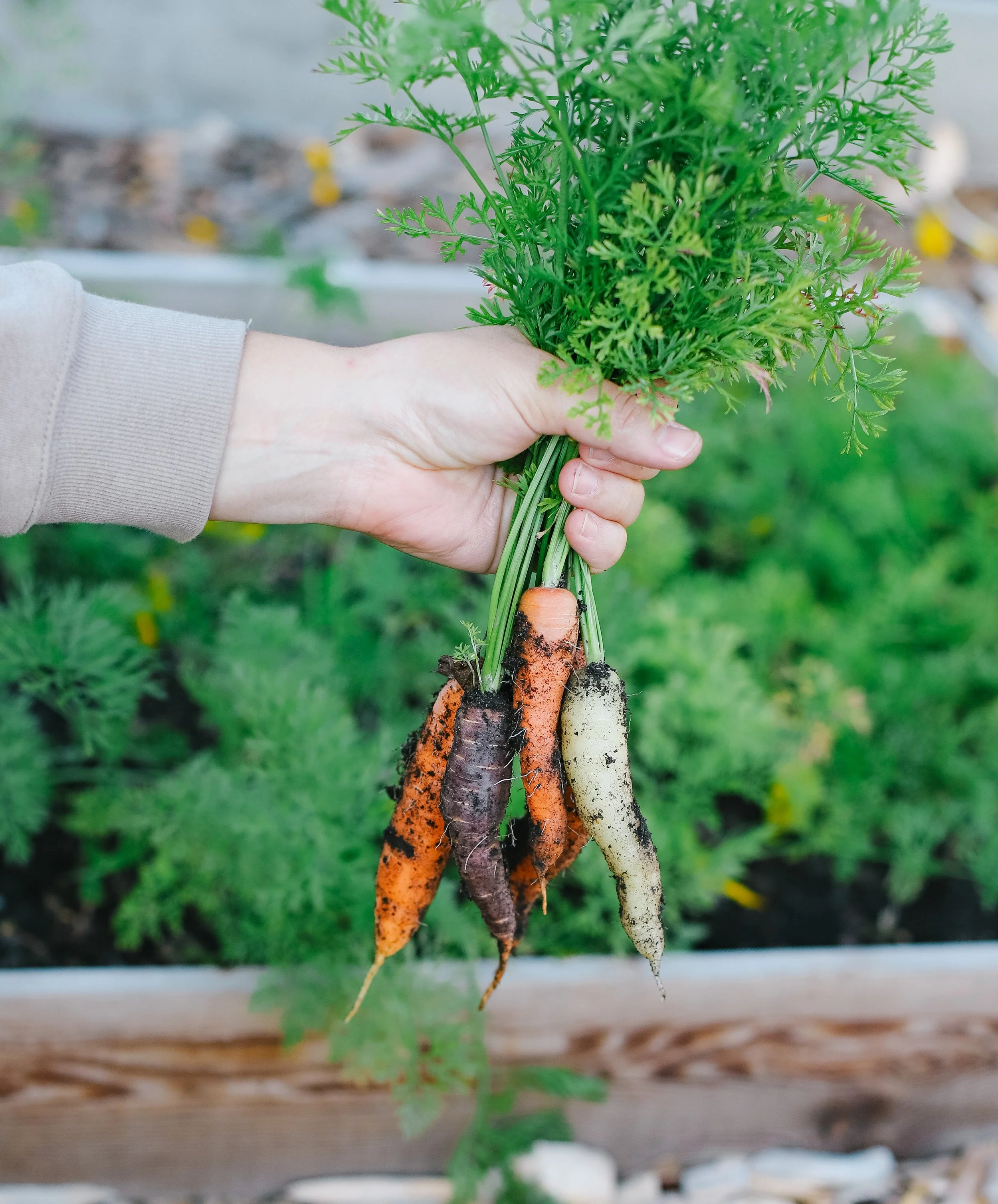 5 Tips for Growing Carrots in Raised Beds — The Purposeful You · Garden