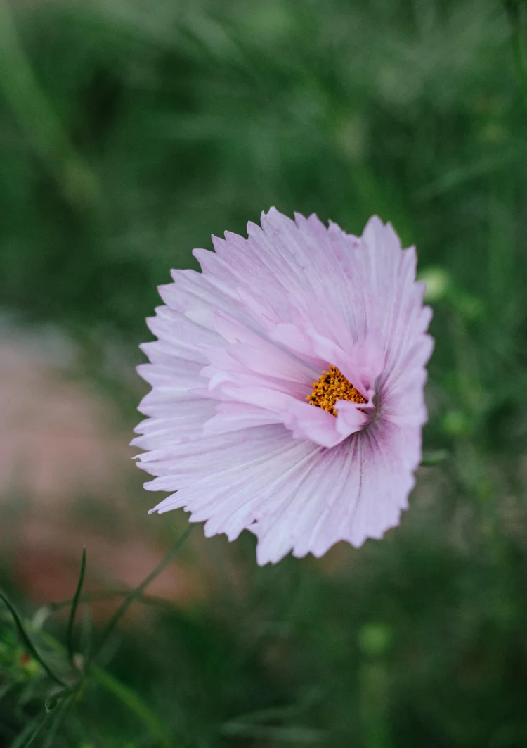 5 Flowers Every Vegetable Gardener Should Grow — The Purposeful You ...