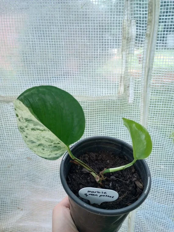 Marble Queen Pothos.jpg