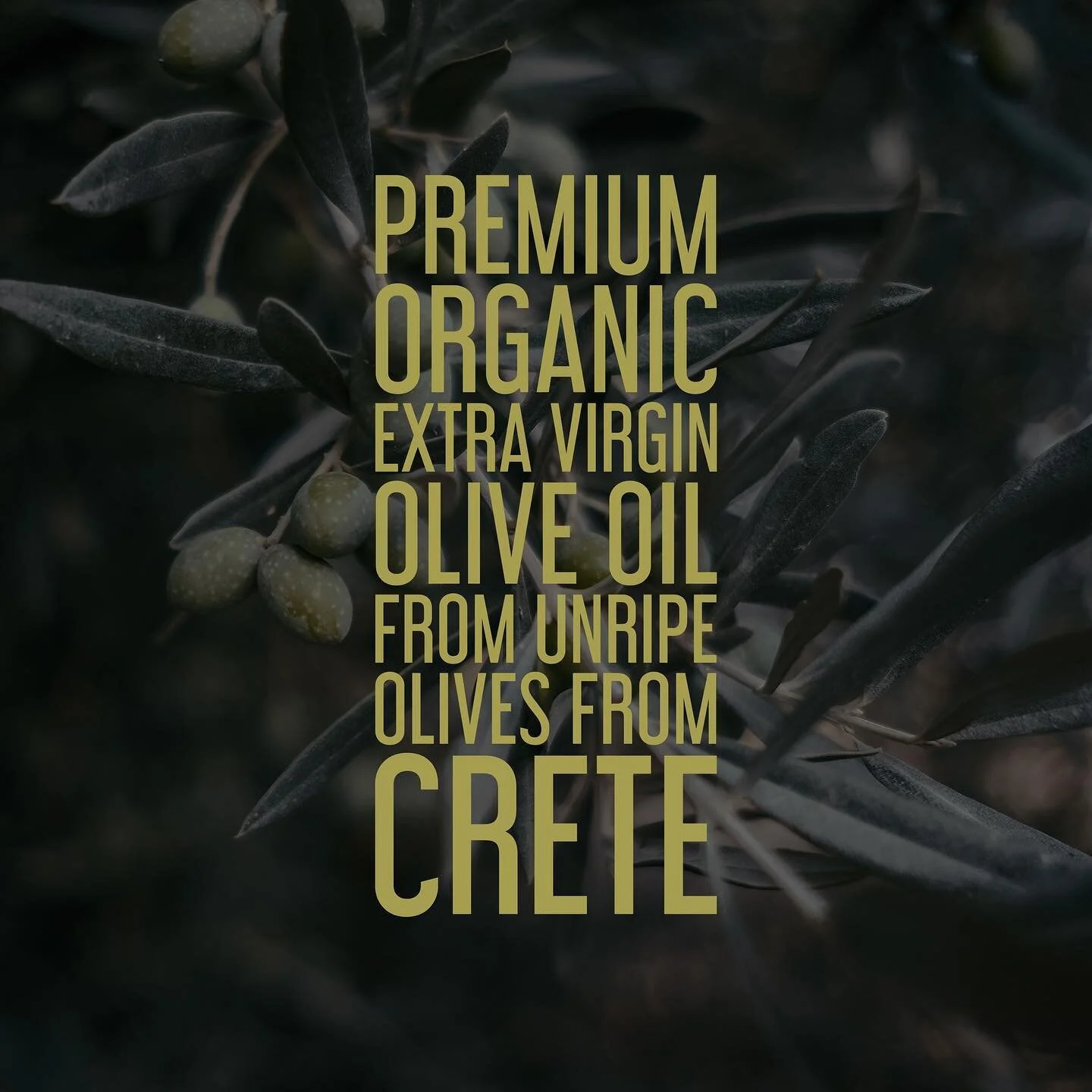 Logo &amp; Visual Identity created for @agourolado - an early harvest extra virgin olive oil from Crete

#graphicdesign #design #logo #logodesigns #brands #typography #logotype #visual #branding #packaging #agourolado #olivegrovemarket #oliveoil #cre