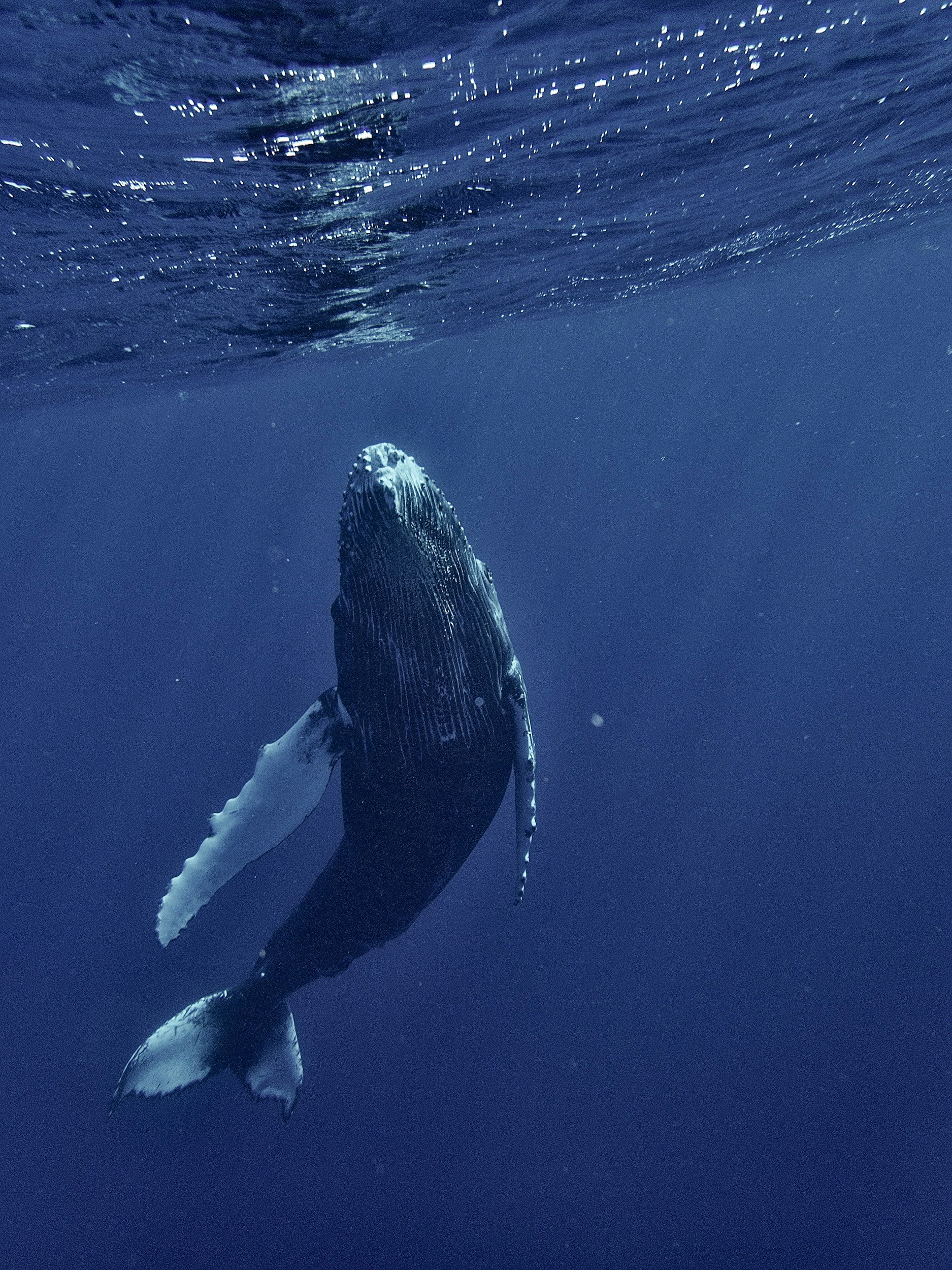 A whale swimming underwater, viewed from below, with the surface visible above.
