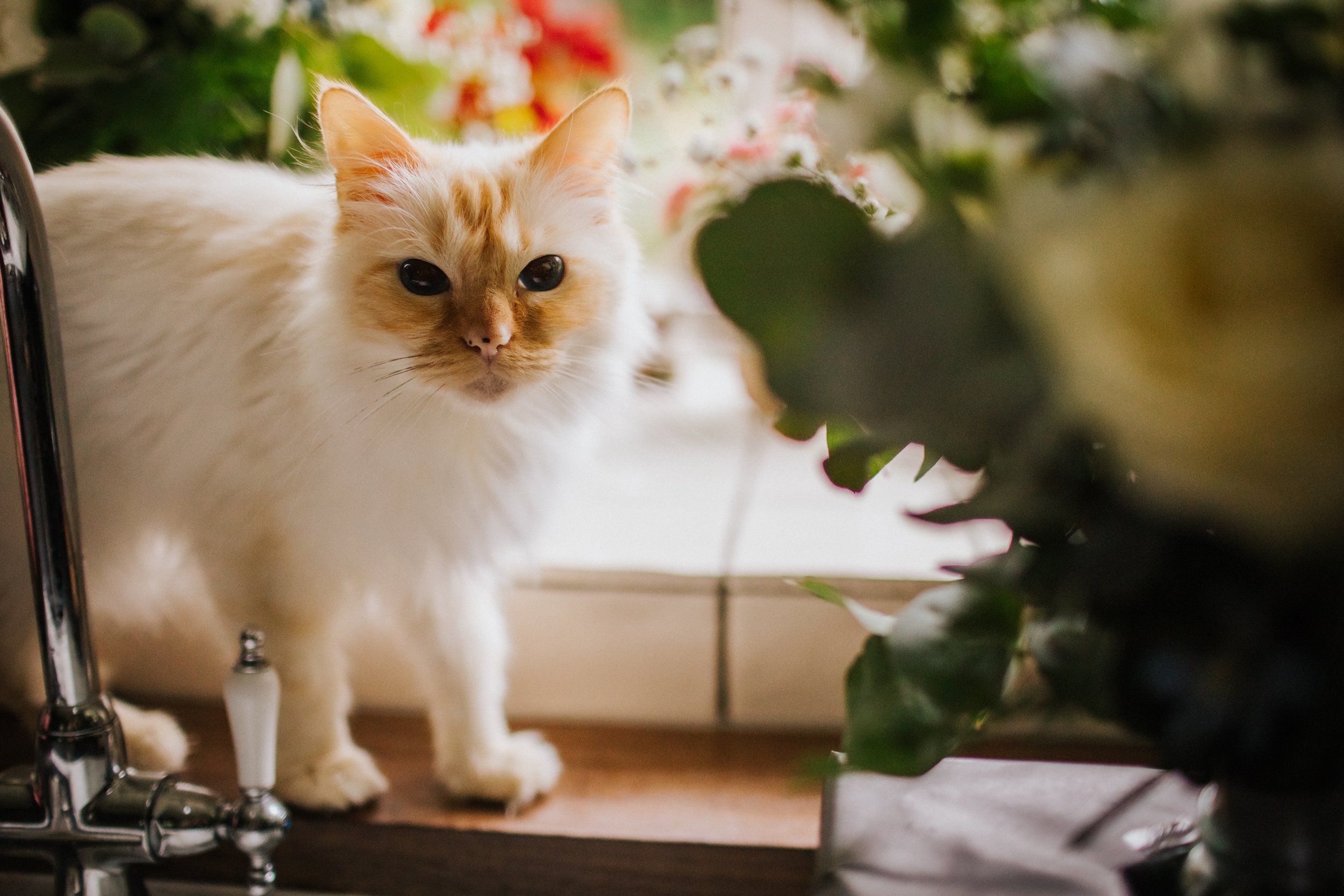 BinkyNixonPhotography_CCWED012.jpg