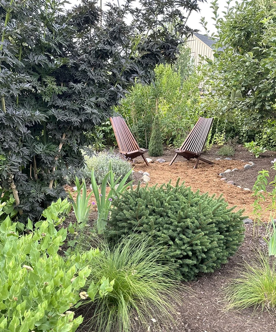 Cedar path leads through layered evergreen and perennial planting to two wooden chairs in a secluded garden room with lavender.