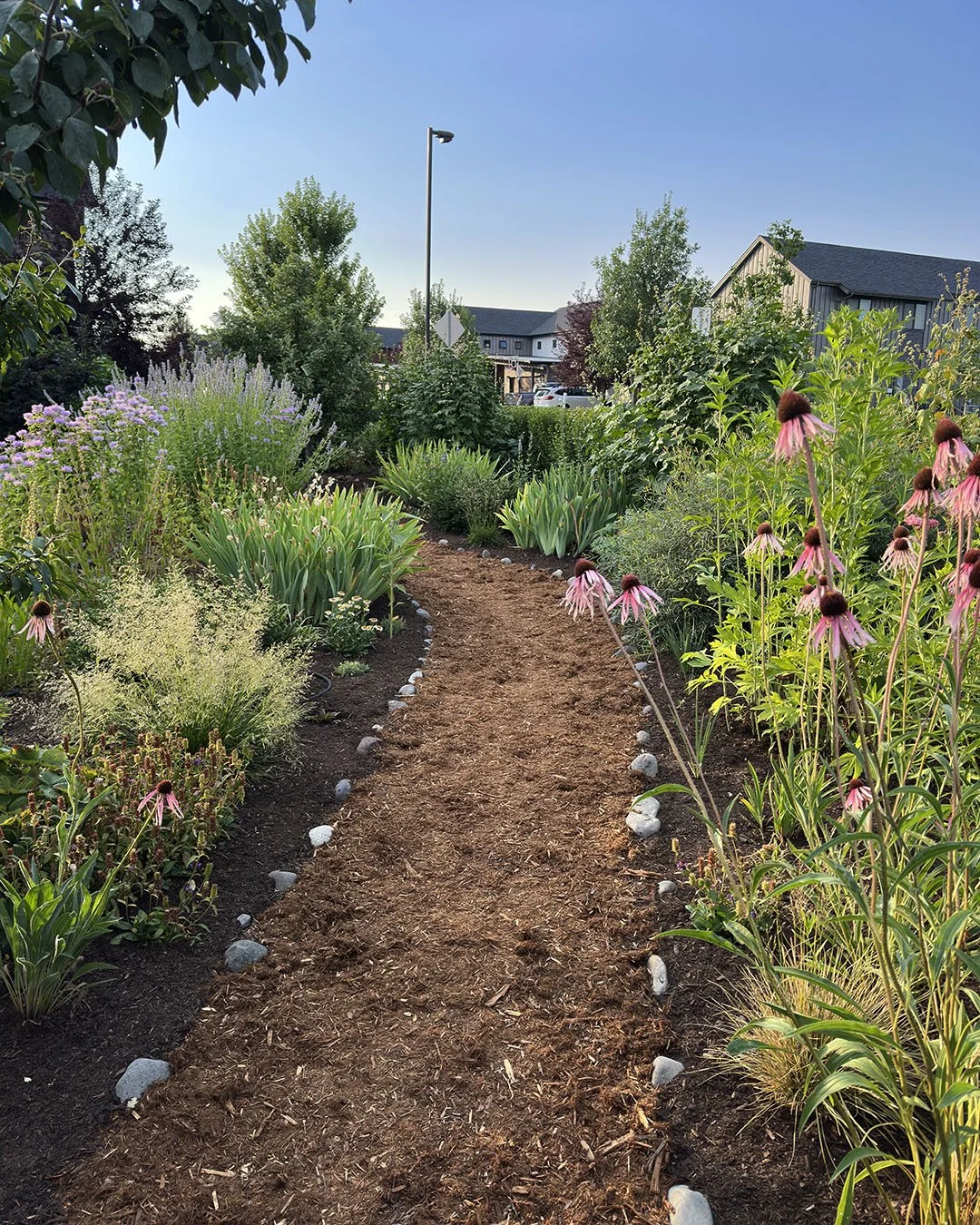 Garden entrance path lined with early-summer blooms of native coneflower, ,monarda, and hyssop.