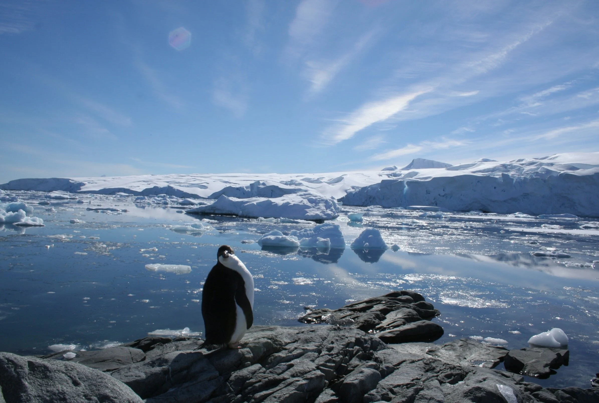 Penguin standing on rock amid sea of floating ice