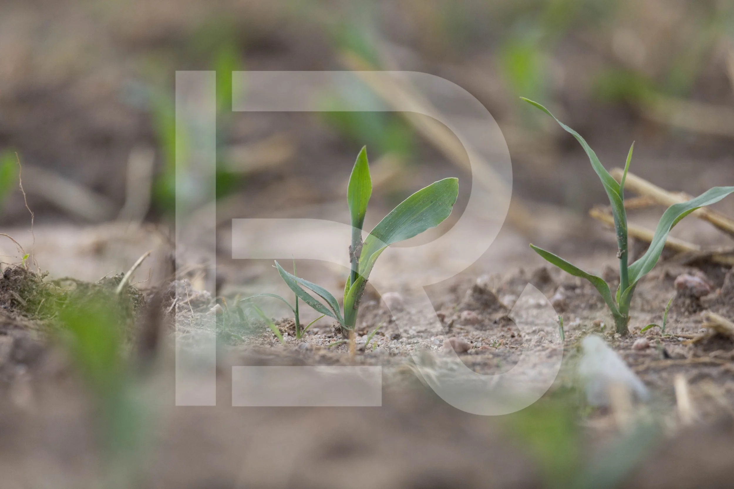 Corn Stock Photo | 2022-030