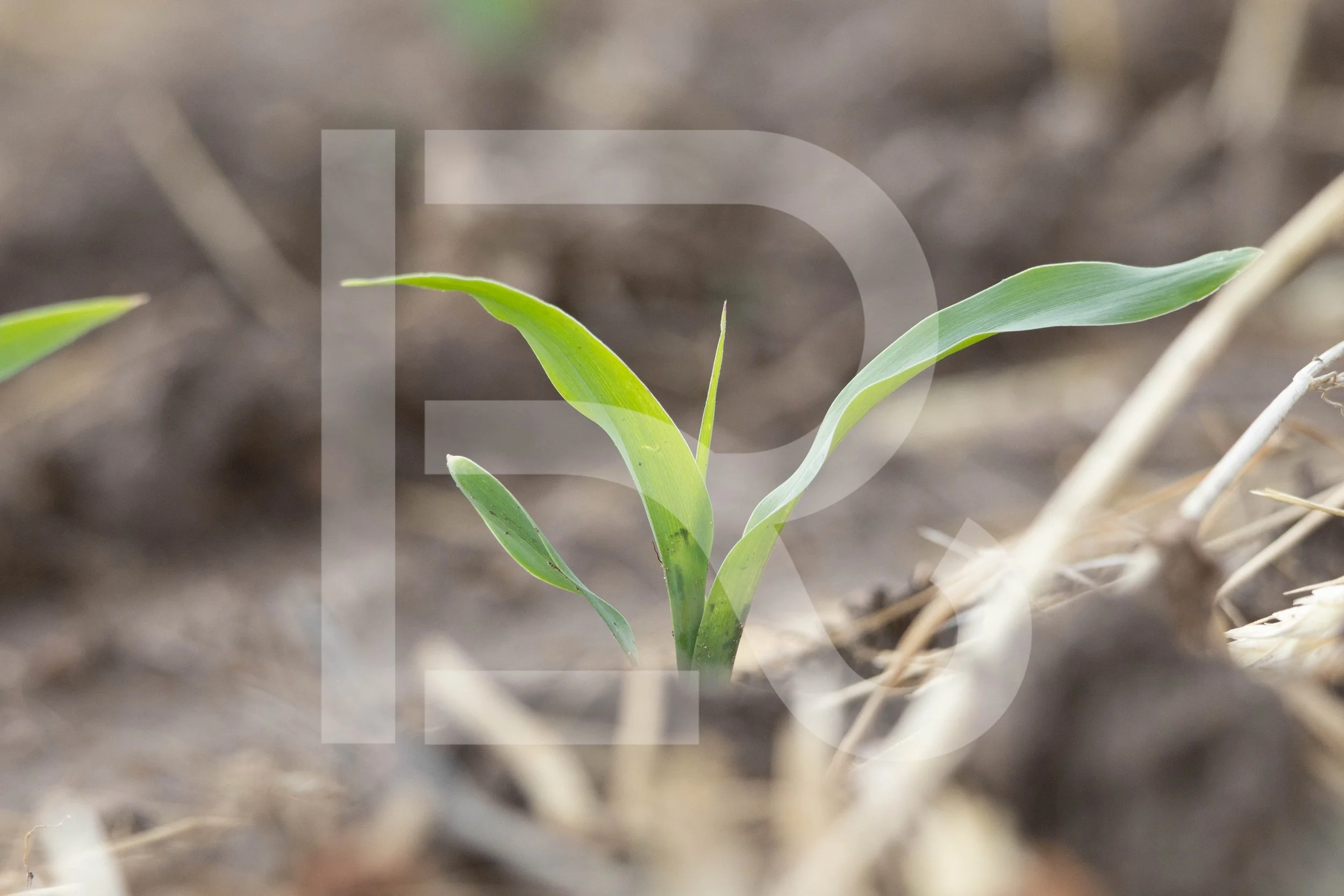 Corn Stock Photo | 2022-032