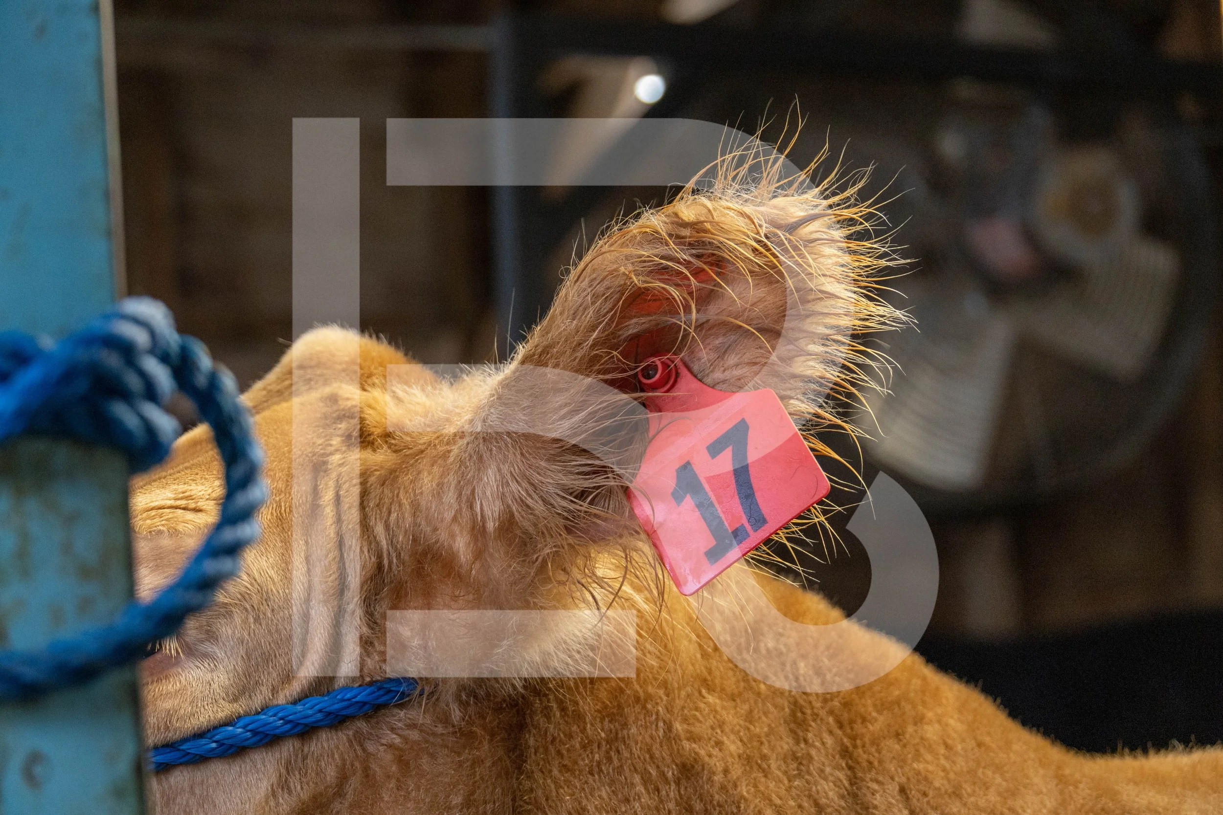 Showing Sheep Stock Photo | 2022-042