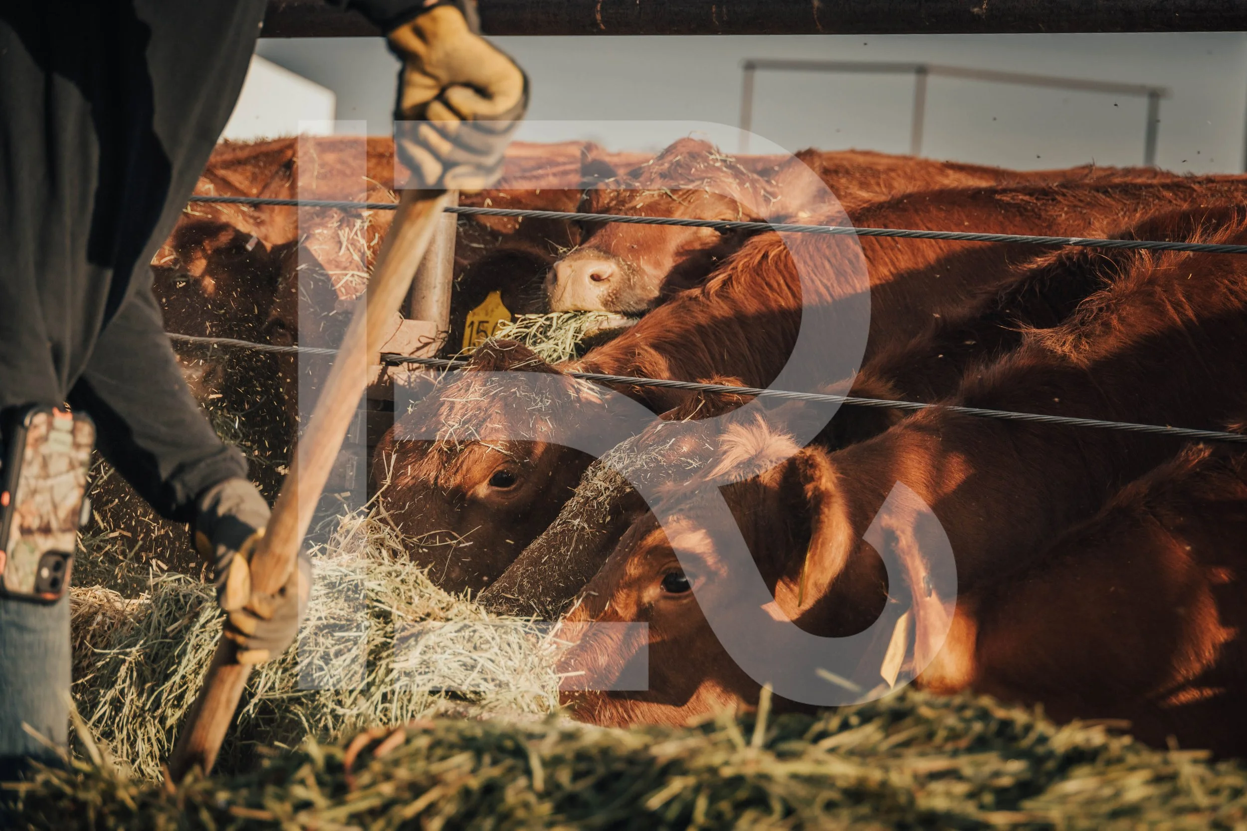 Cattle Feedyard Stock Photo | 2022-064