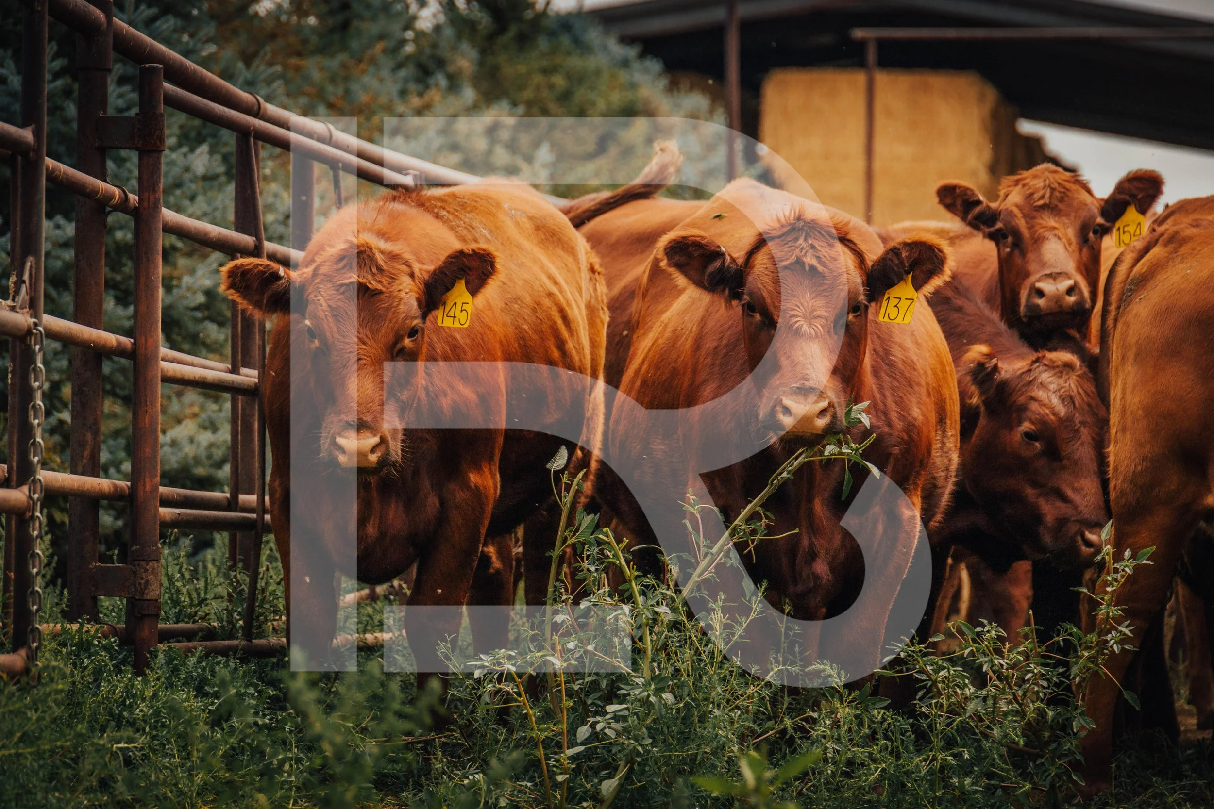 Cattle Feedyard Stock Photo | 2022-080