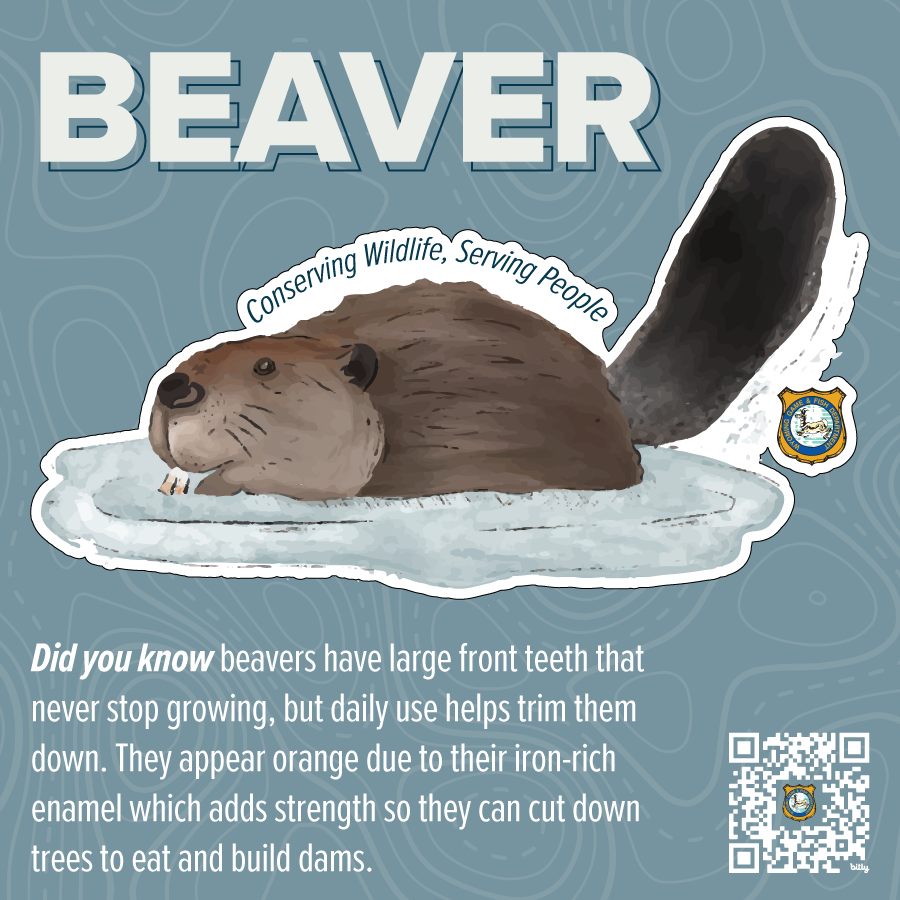 2023_Species Stickers_beaver.png