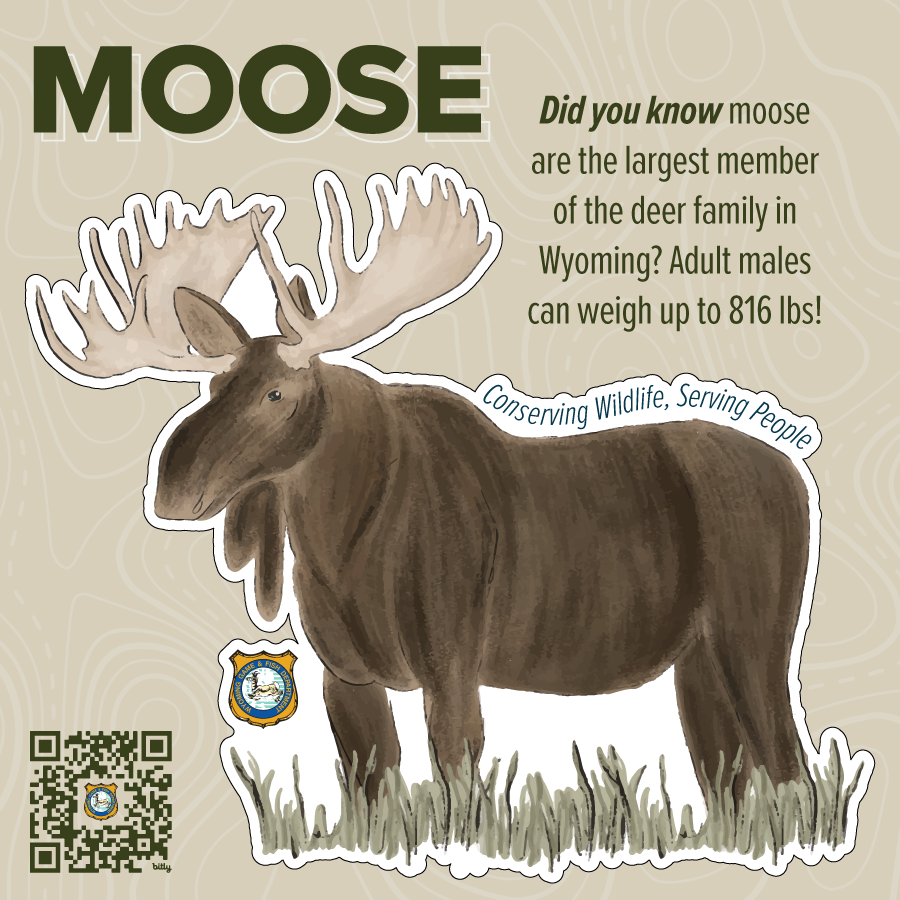 2023_Species Stickers_moose.png