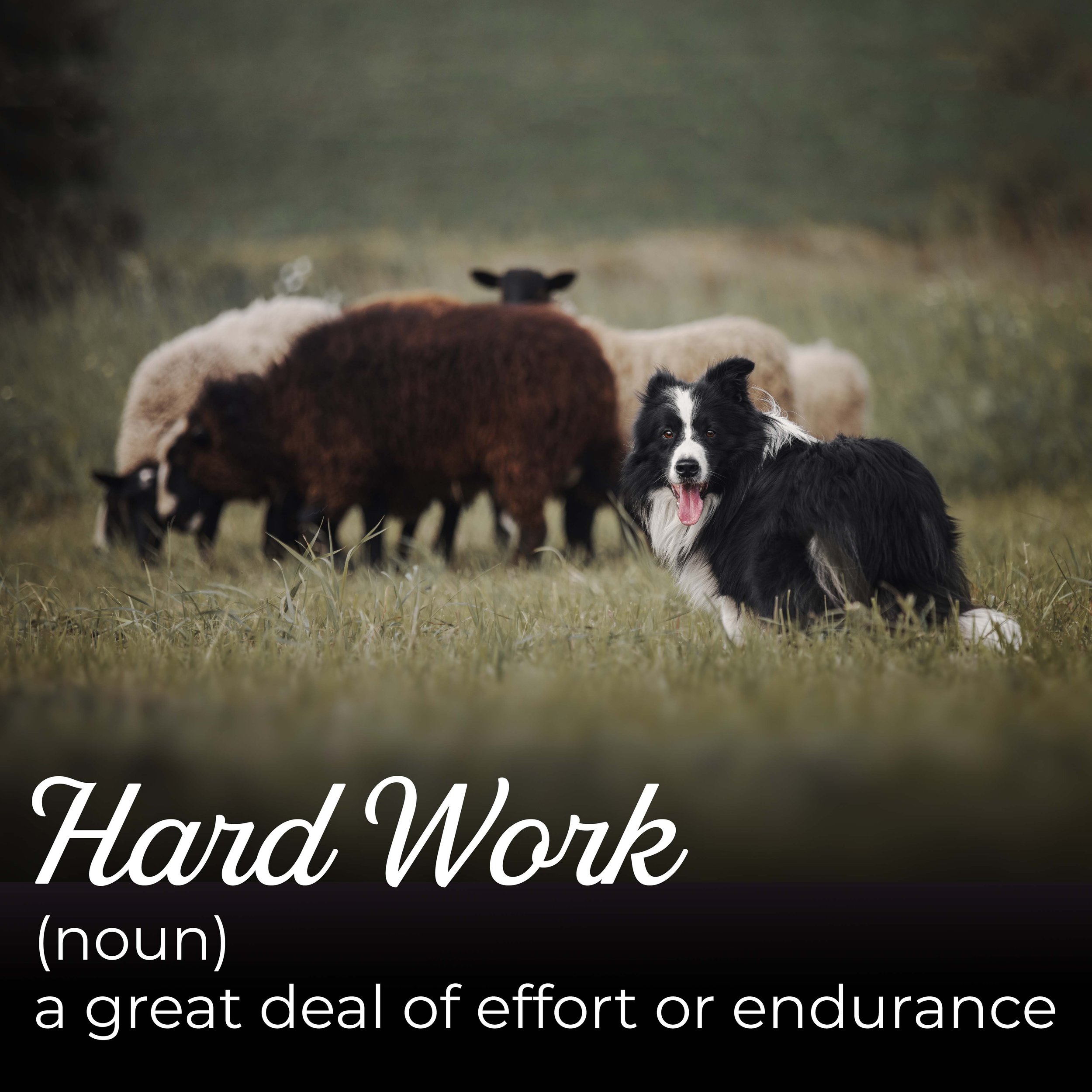 ALB Working Dog Graphic 7 22 21 DRAFT.jpg