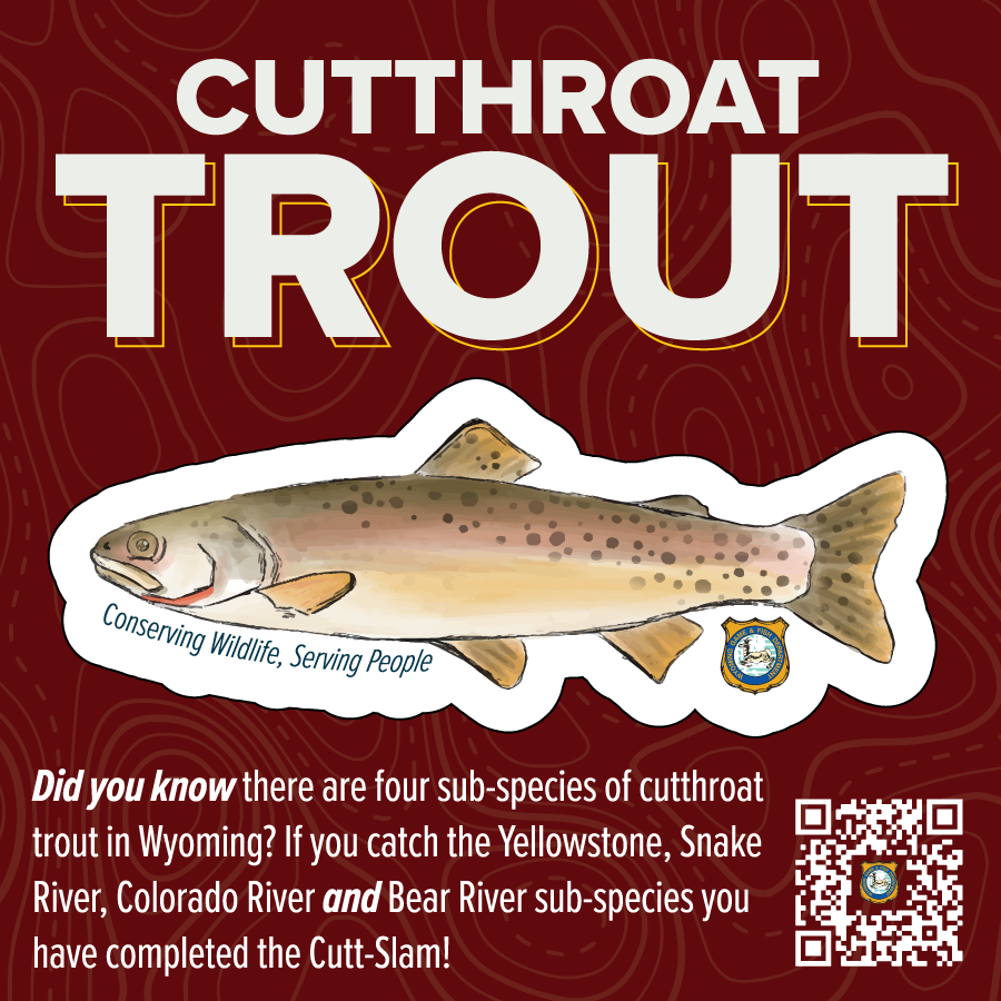 2023_Species Stickers-cutthroat_2.png