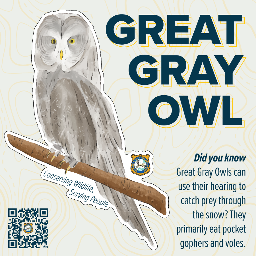 2023_Species Stickers_great gray owl.png