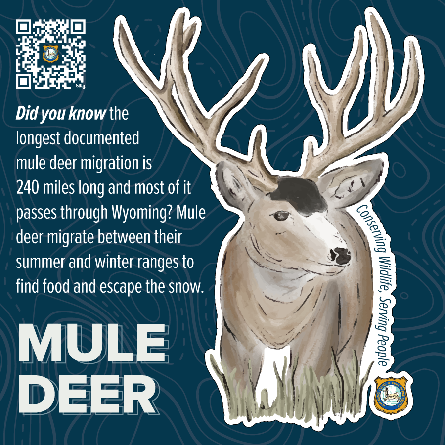 2023_Species Stickers-mule deer.png