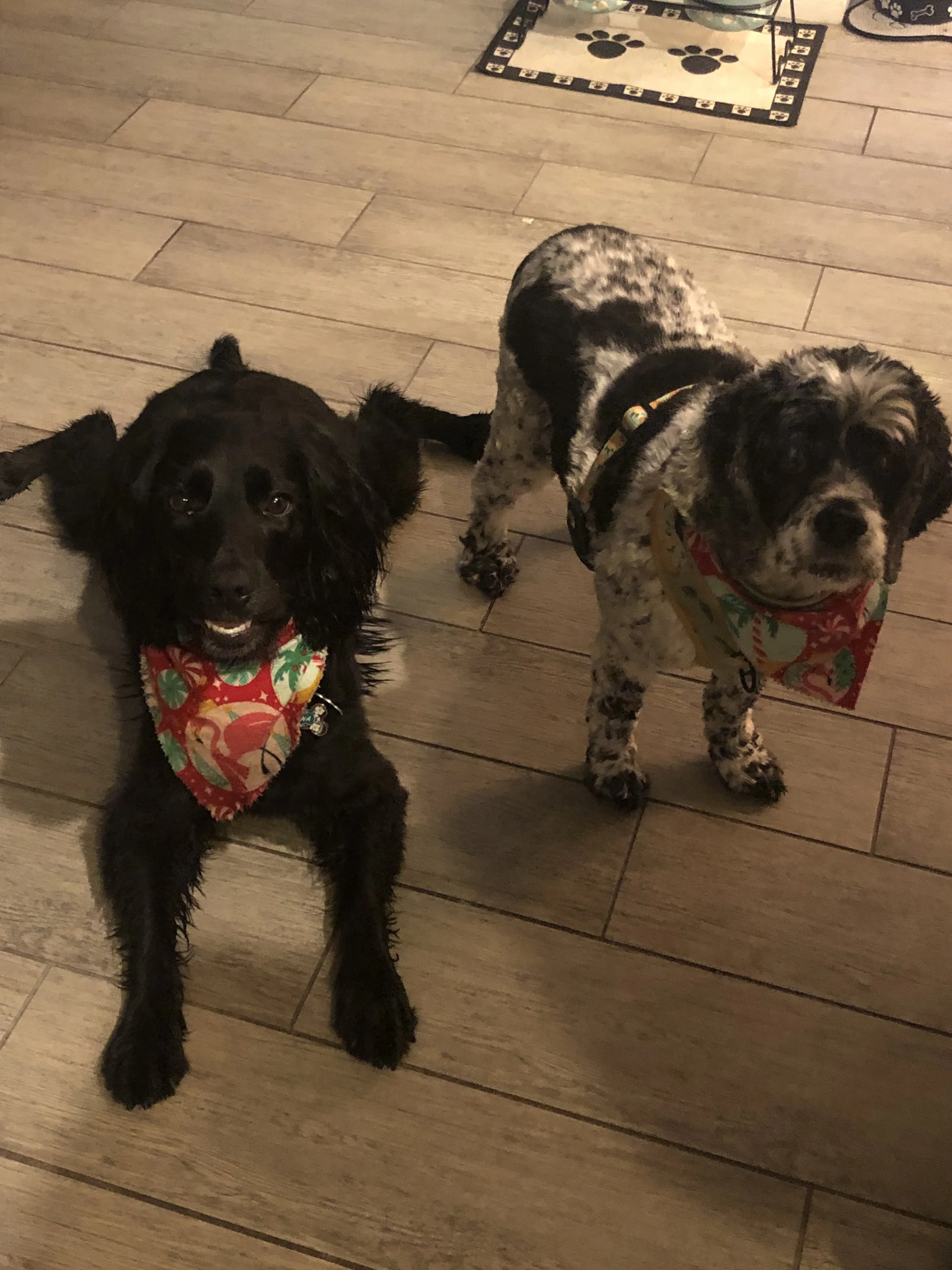 Big Paws Pet Care