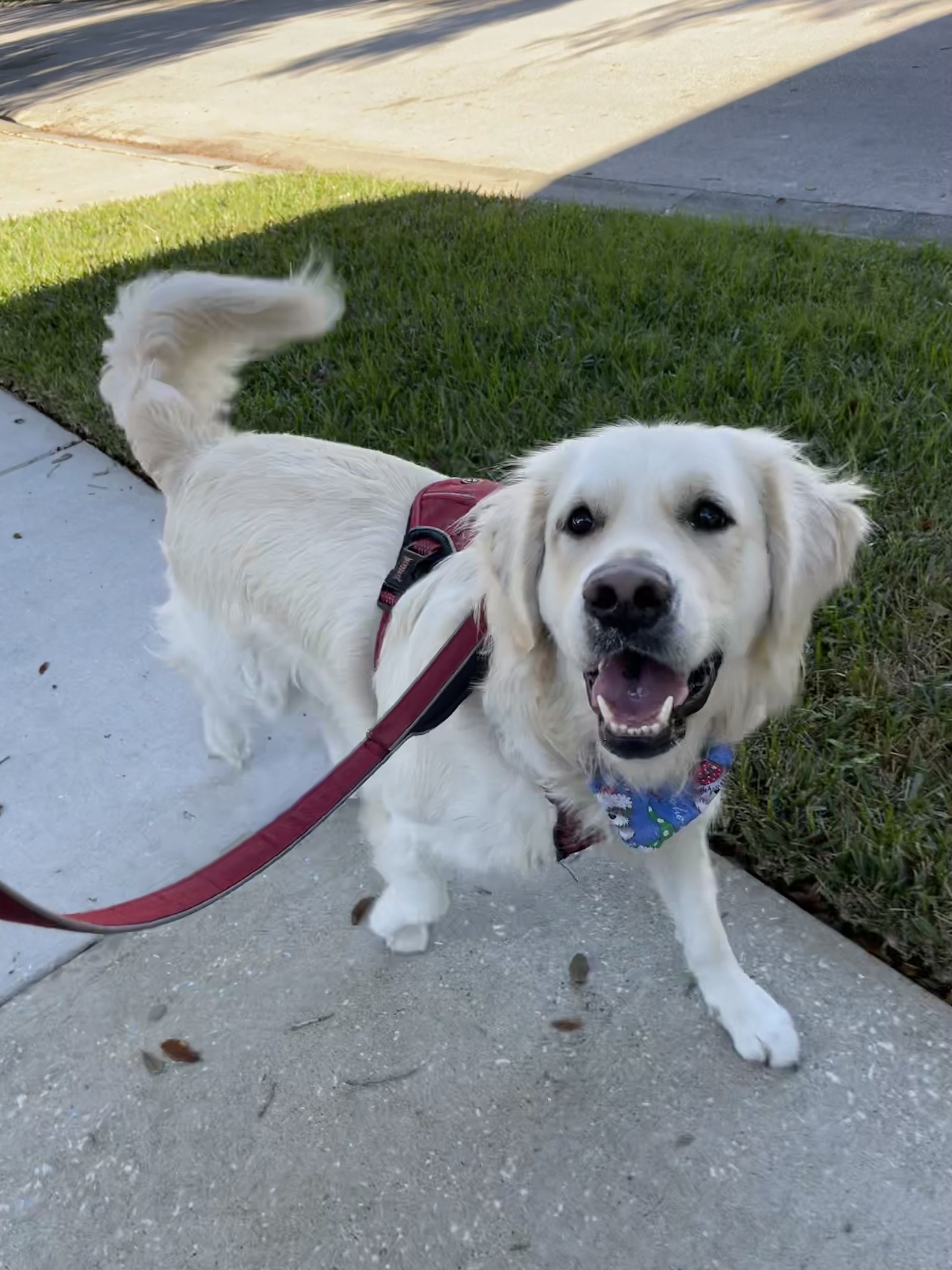 Big Paw Pet Care