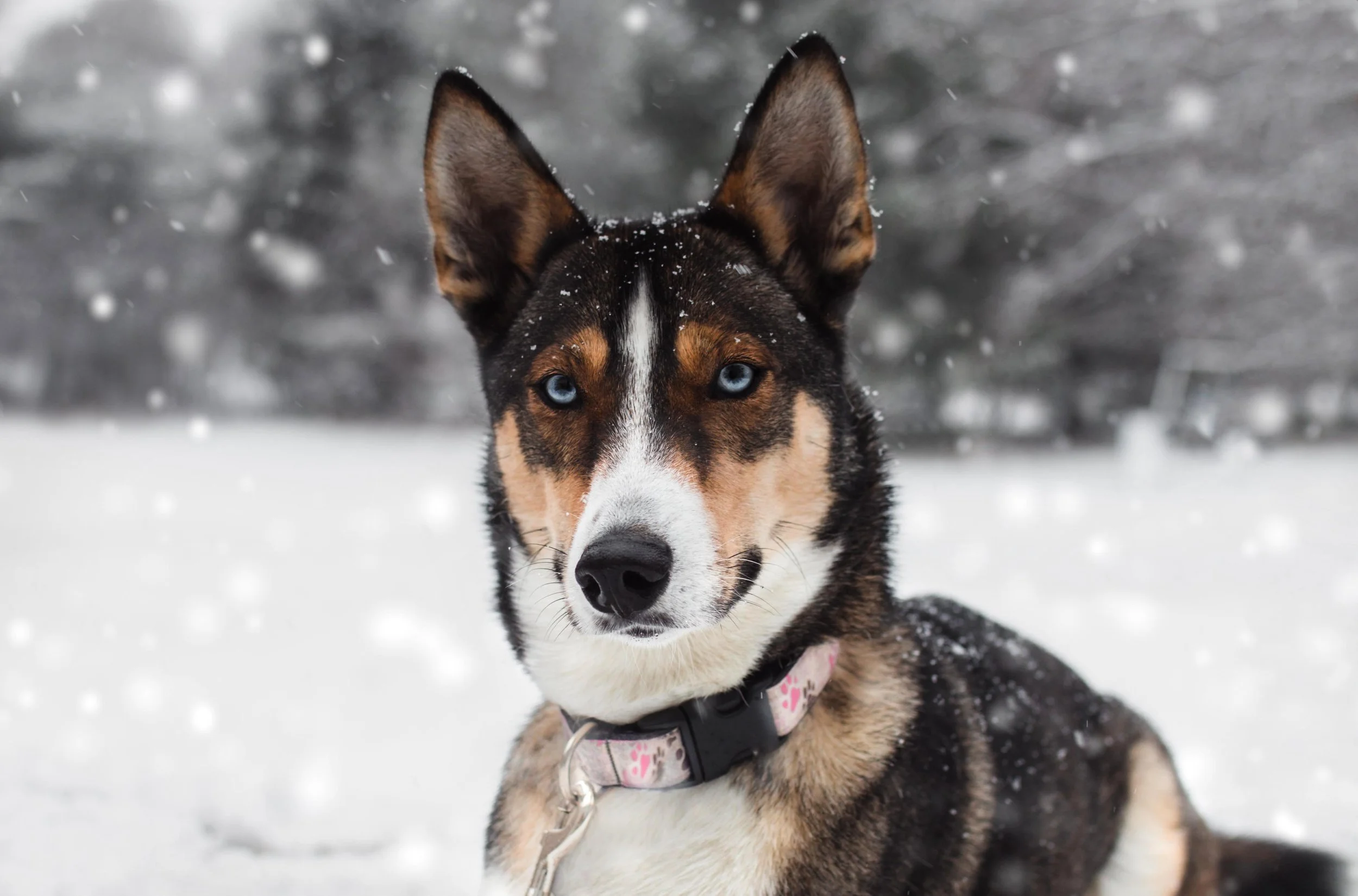 A dog with blue eyes sitting in the snow, with snowflakes falling around, and a blurred snowy background.