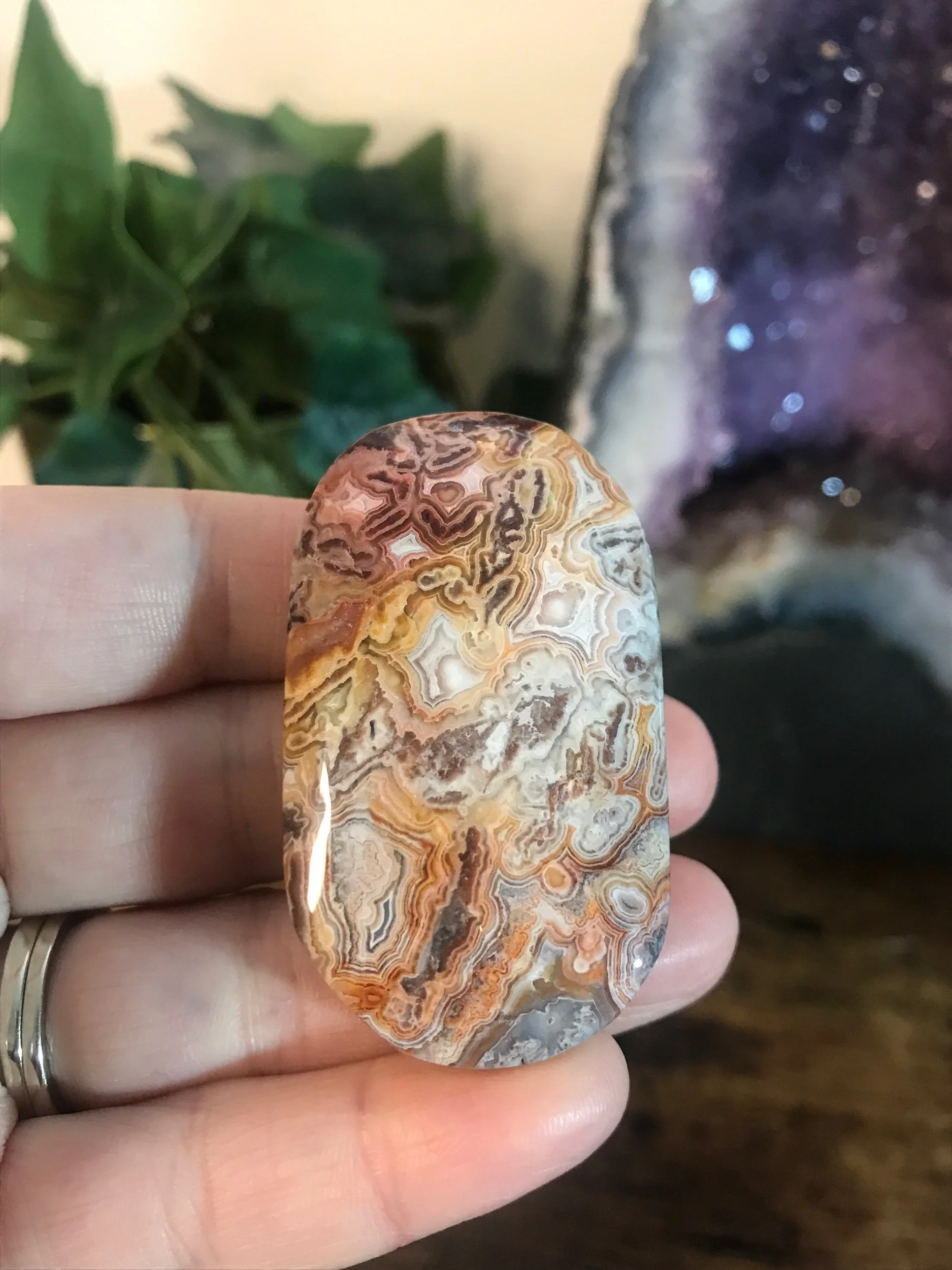 Crazy Lace Agate Palm