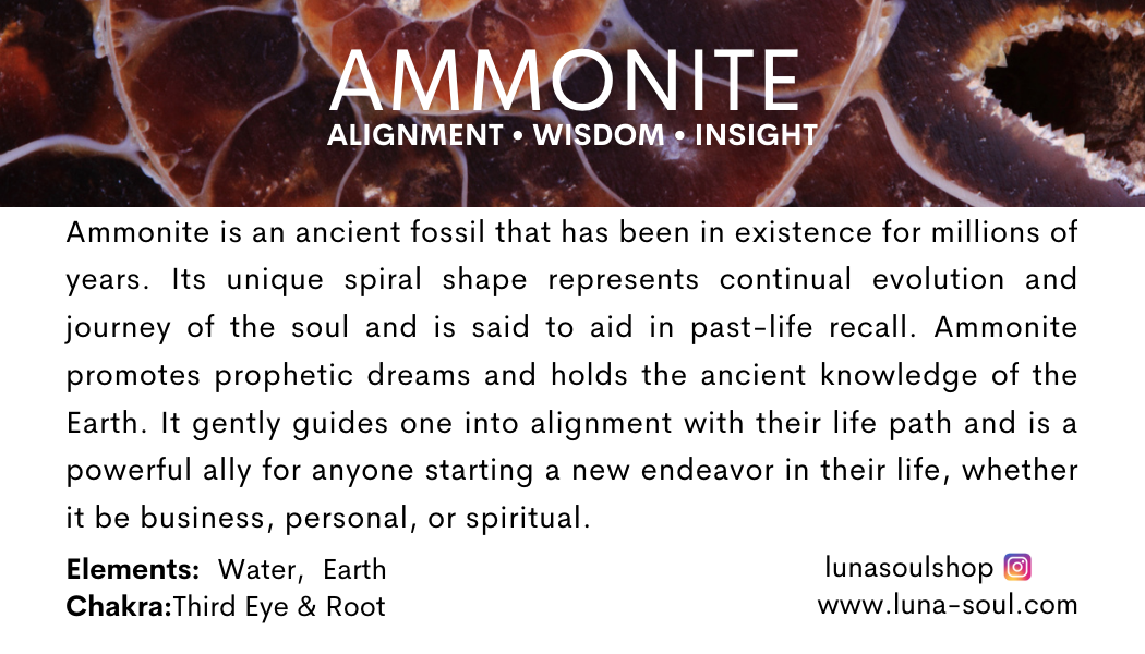 Text about ammonite, explaining its significance, elements, and chakra association, with a background of ammonite fossils.