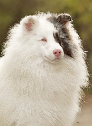 Double Merle 02.jpeg