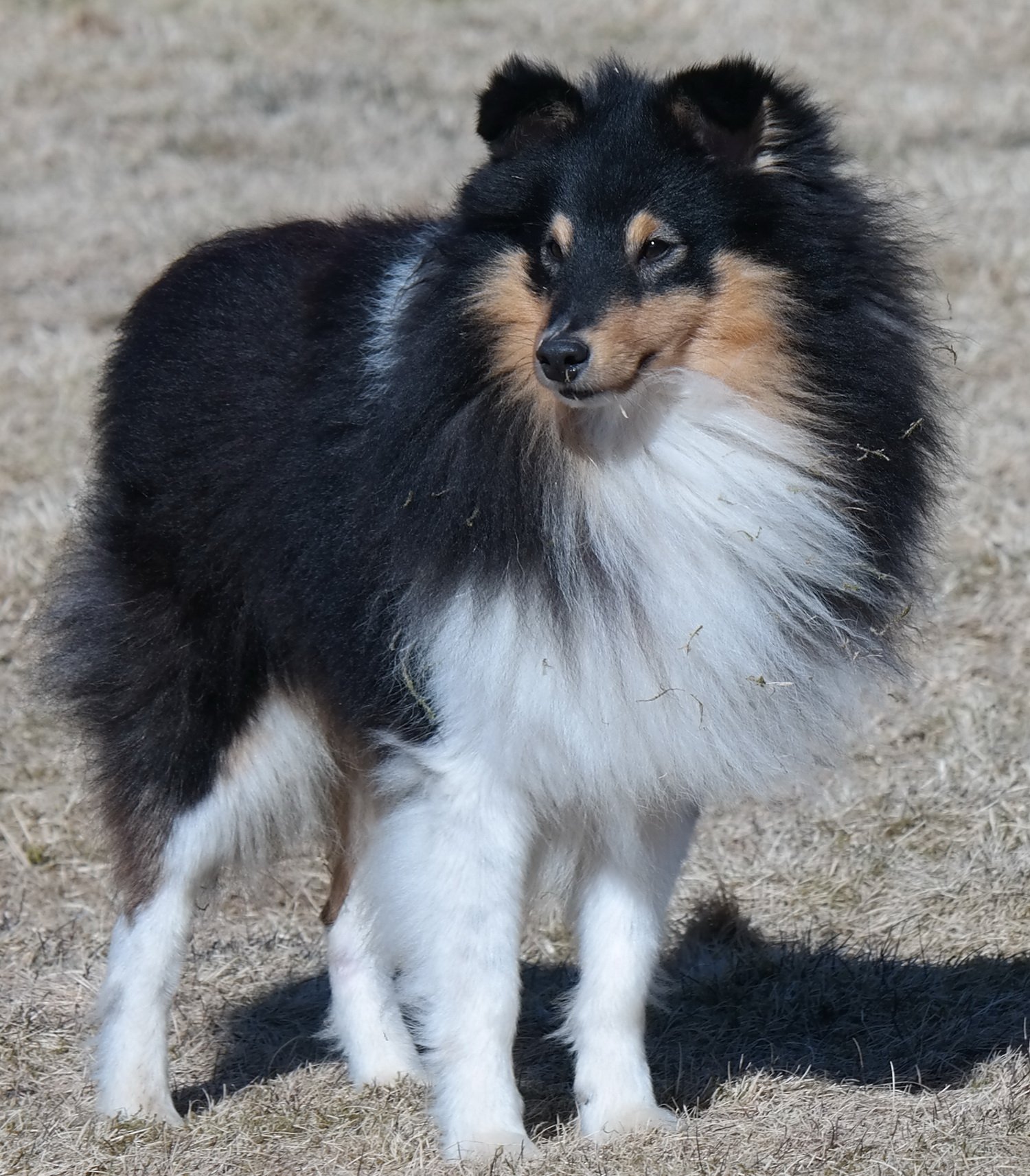 Microgården’s Zimply Ziggy — Norsk Shetland Sheepdog Klubb