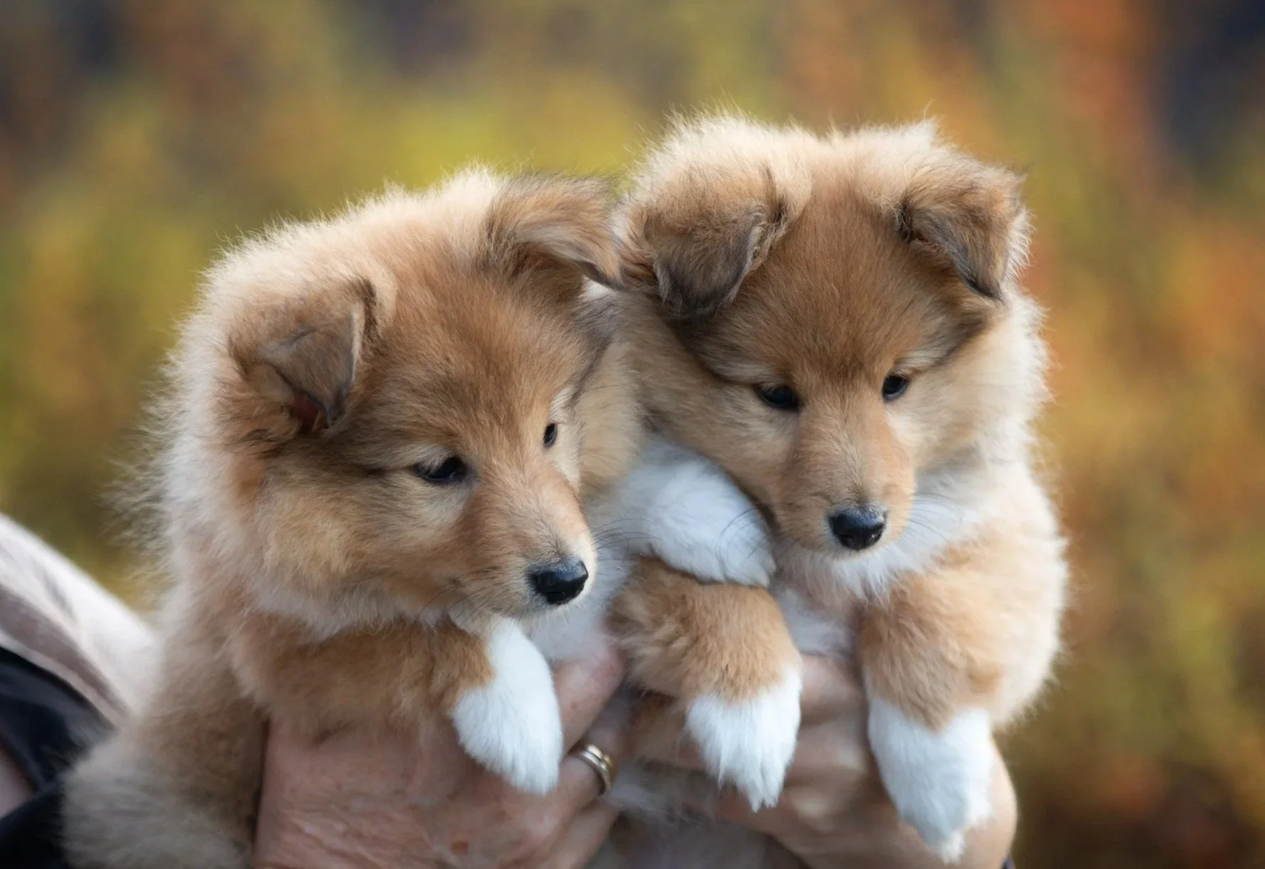 NSSKs anbefaling for valpepris