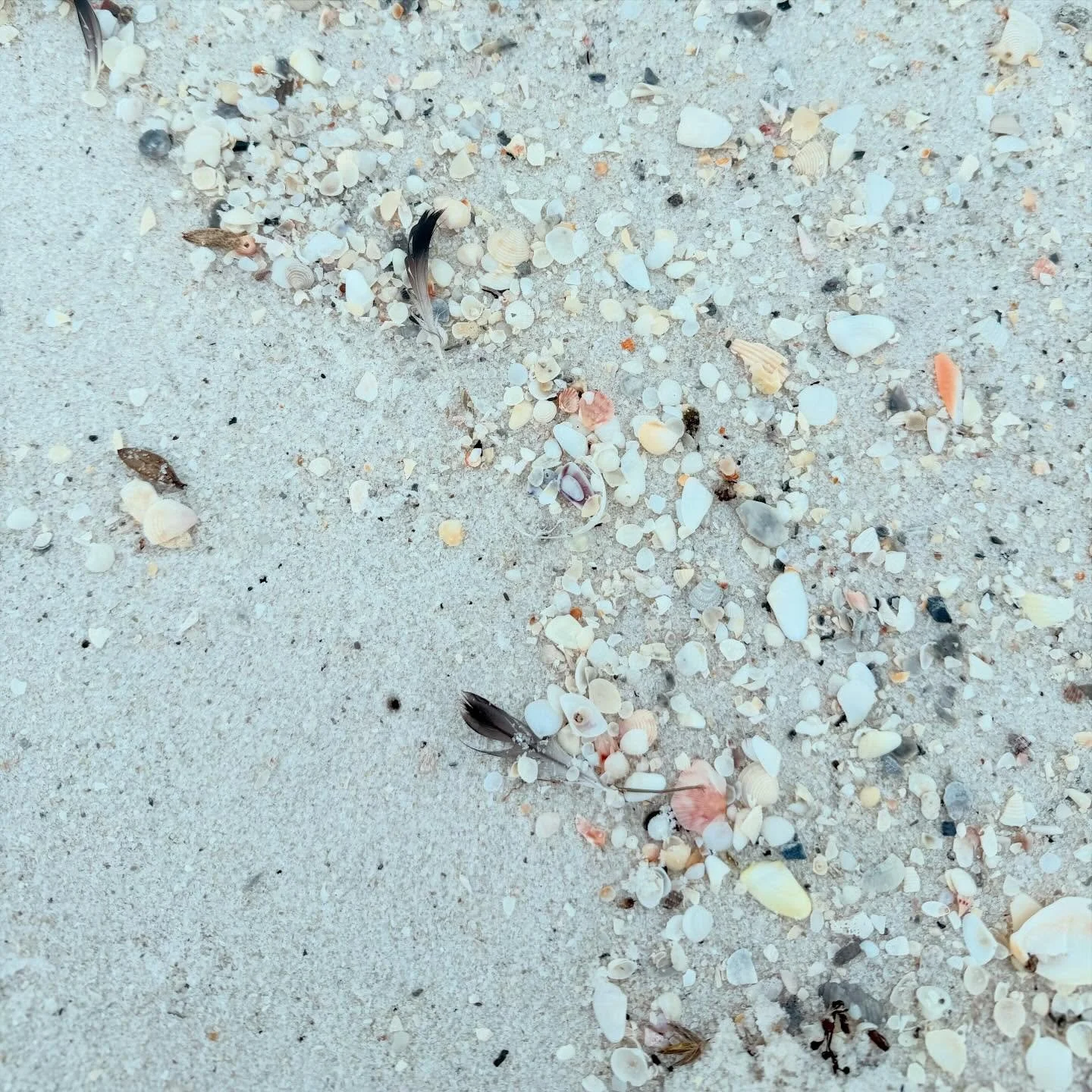 Anyone else&rsquo;s camera roll look like this?! Lots of new waterlines coming soon and snaps like this are my inspo. Never gets old to me🤍

#waterlines #seashells #tidelines #coastalimpressionism #pensacolaartist