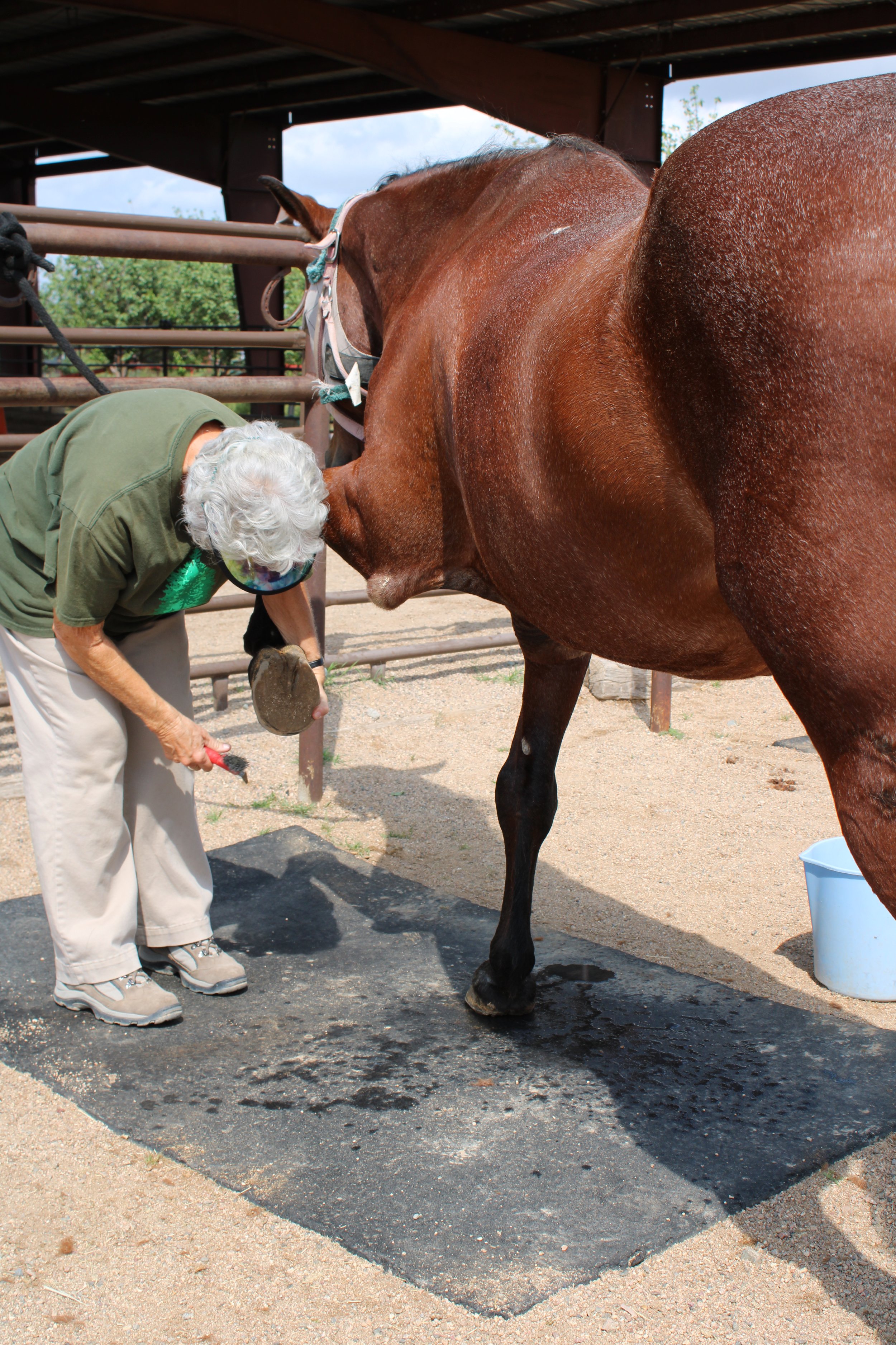 Diane D picking Remedy's hoof.JPG