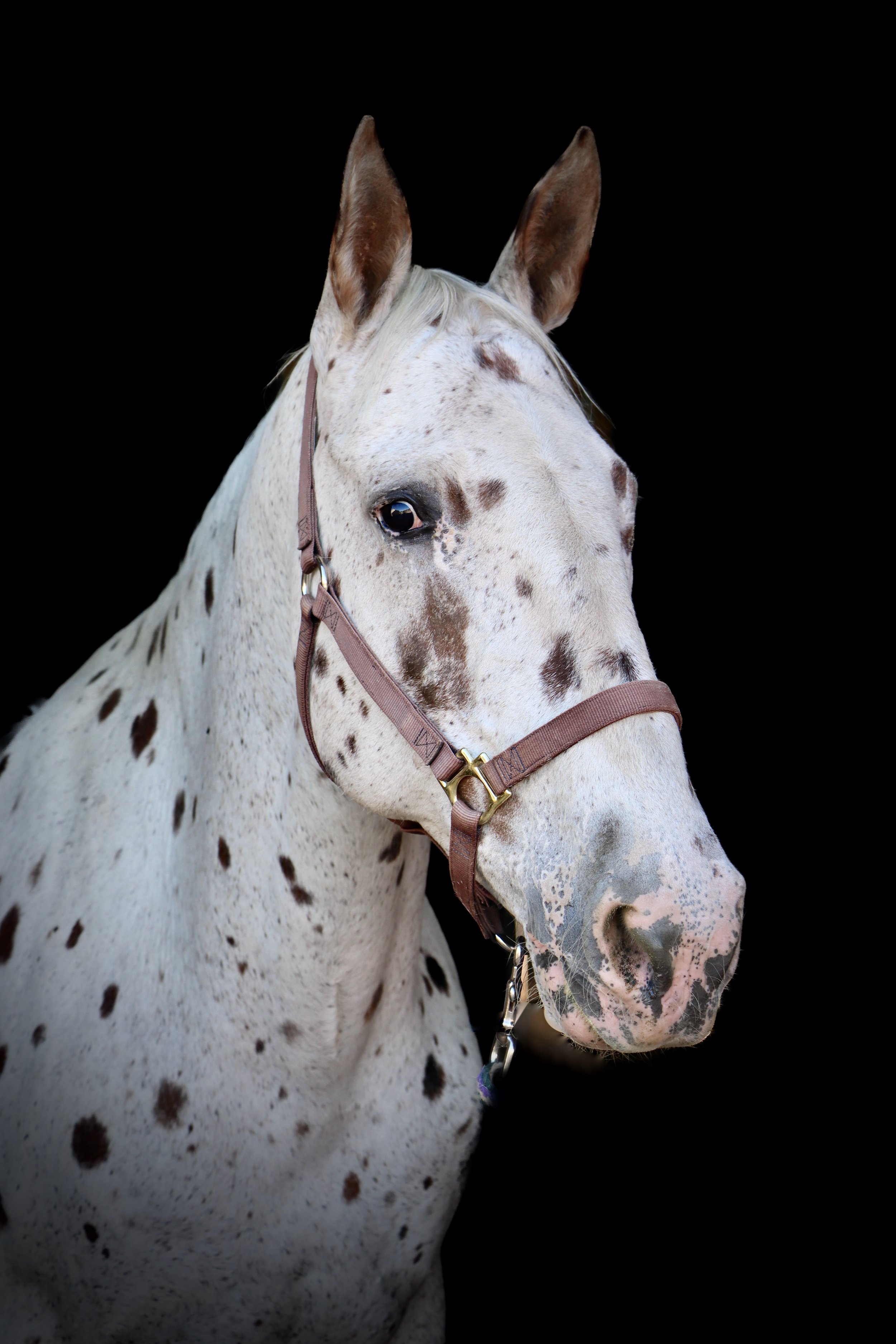 The Appaloosa Horse  Great Horses Benefit From Great Supplements