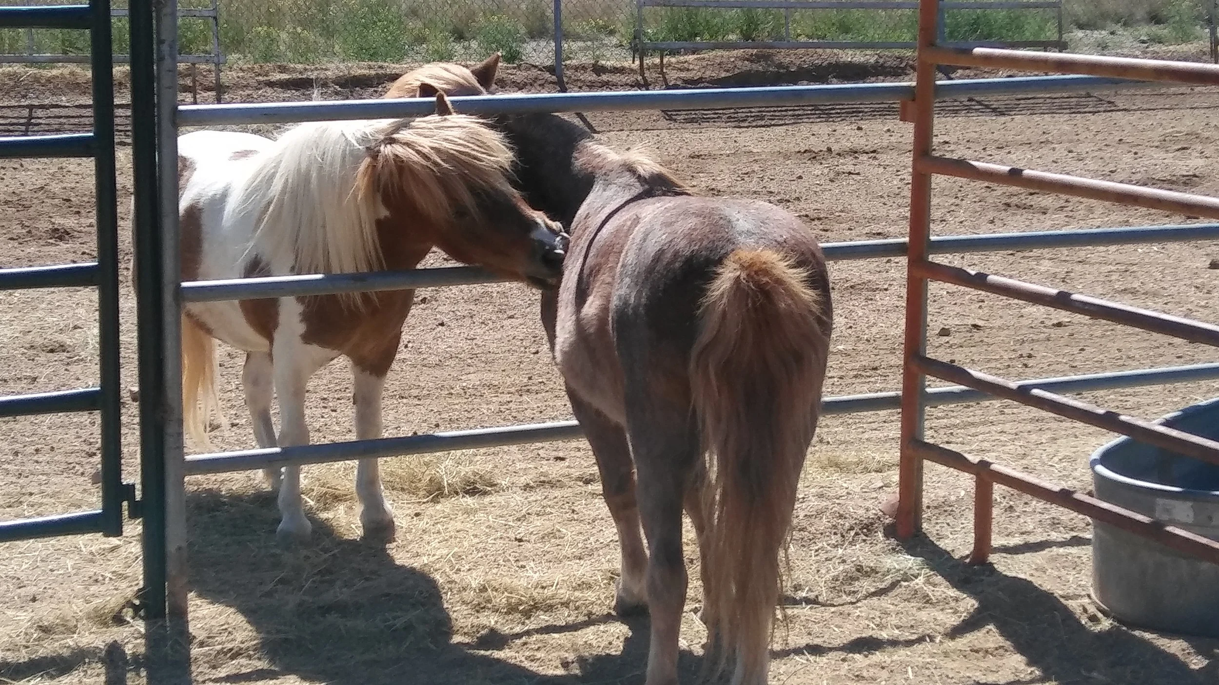 Rocky-Buttercup 2017.jpg