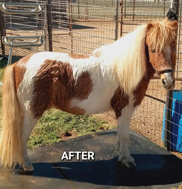 Rocky after bath and belly hair trim.jpg