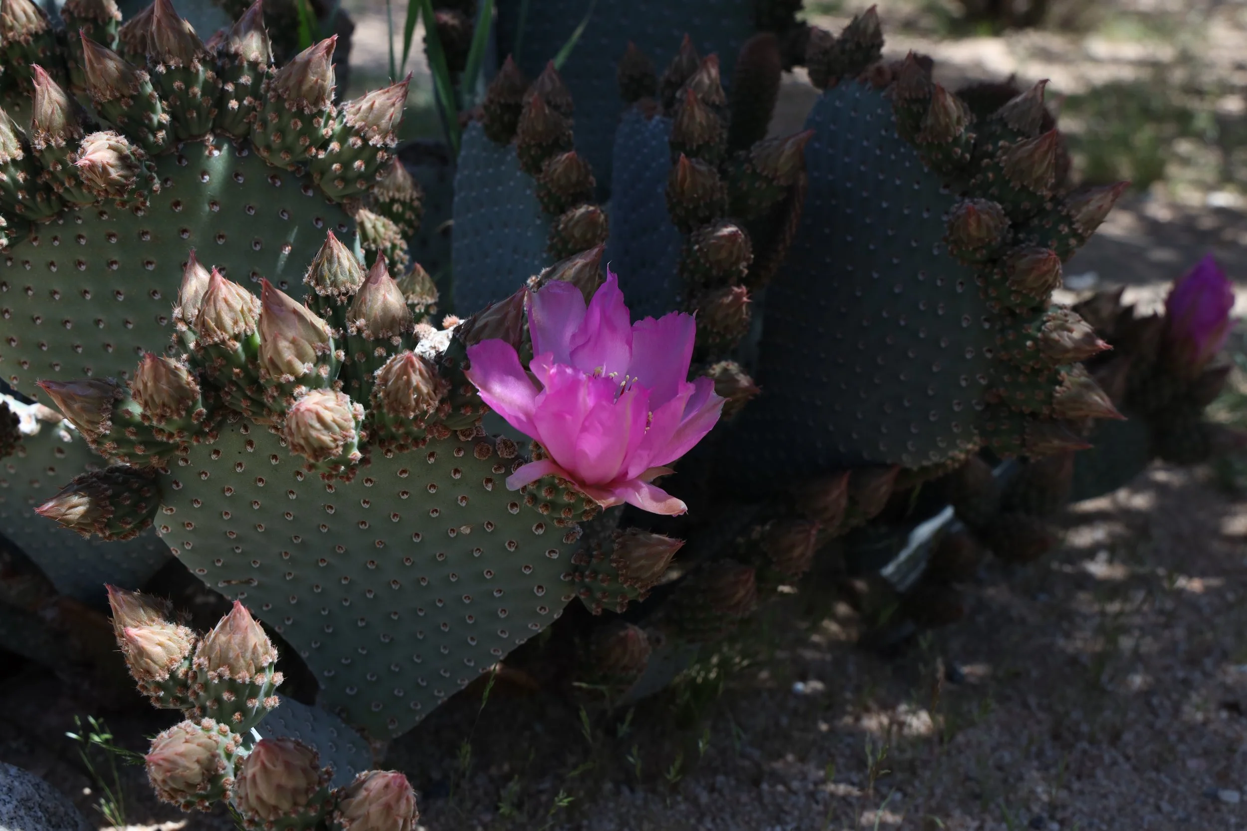 Beavertail Pricklypear (Opuntia basilaris) 
Blooms spring