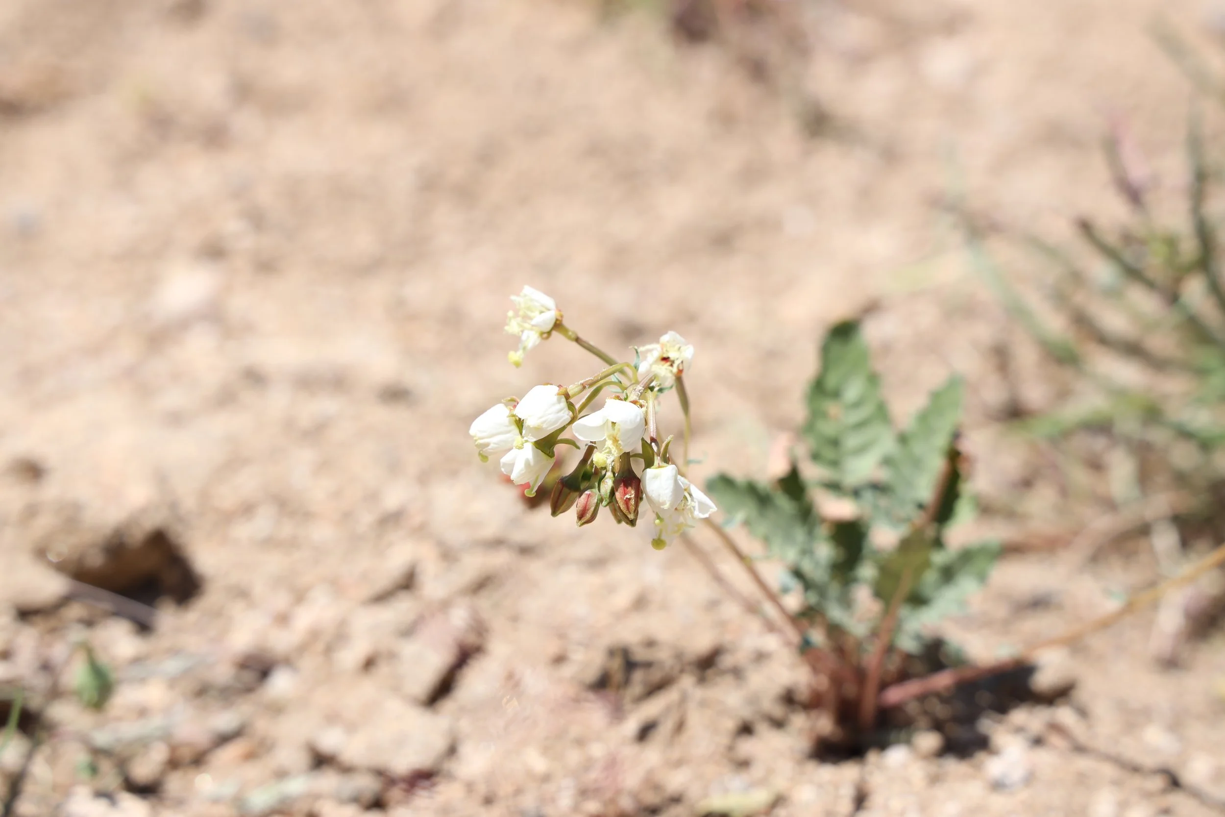 Brown-Eyed Evening Primrose (Camissonia claviformis) 
Blooms April-May