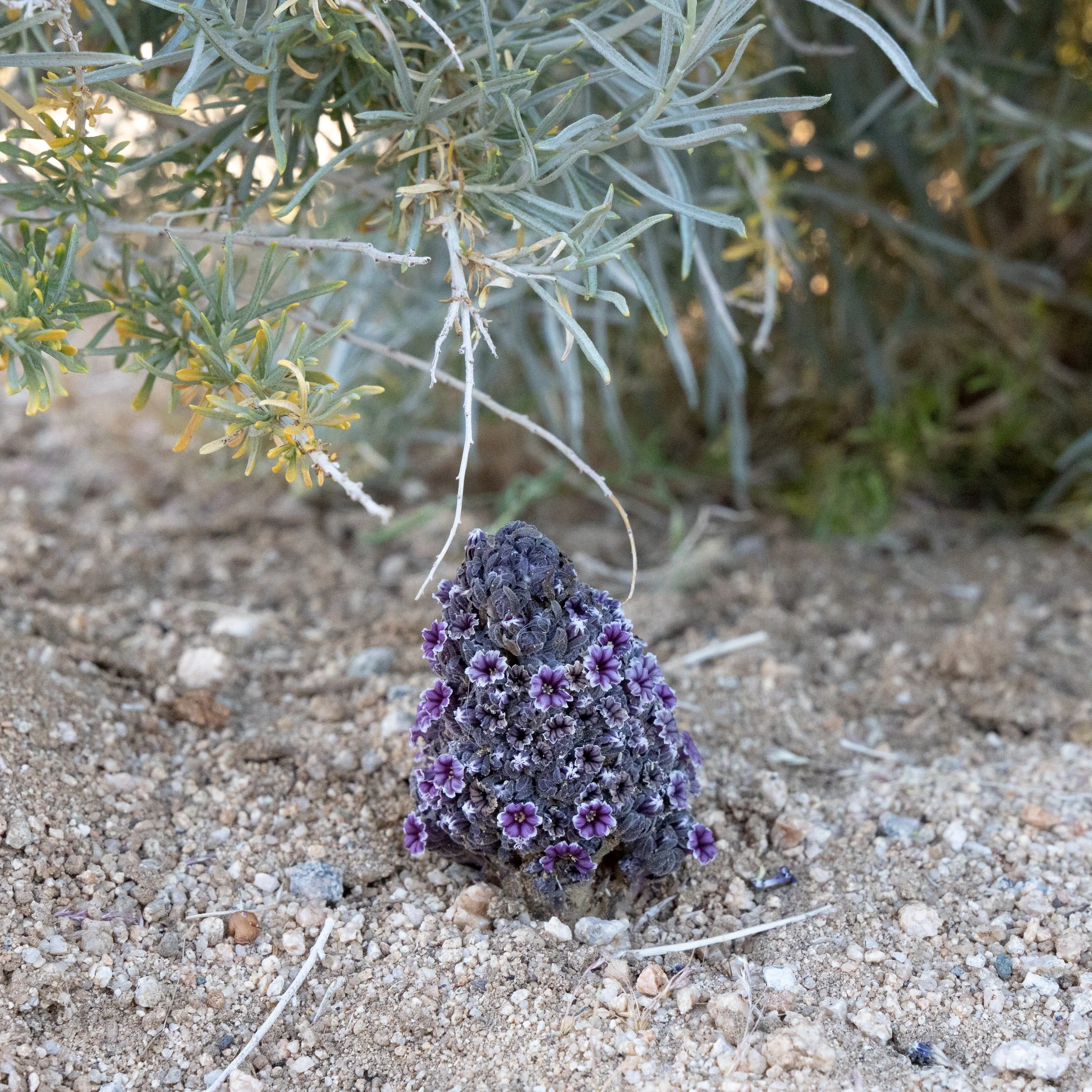 Desert Christmas Tree (Pholisma arenarium) 
Blooms April-May