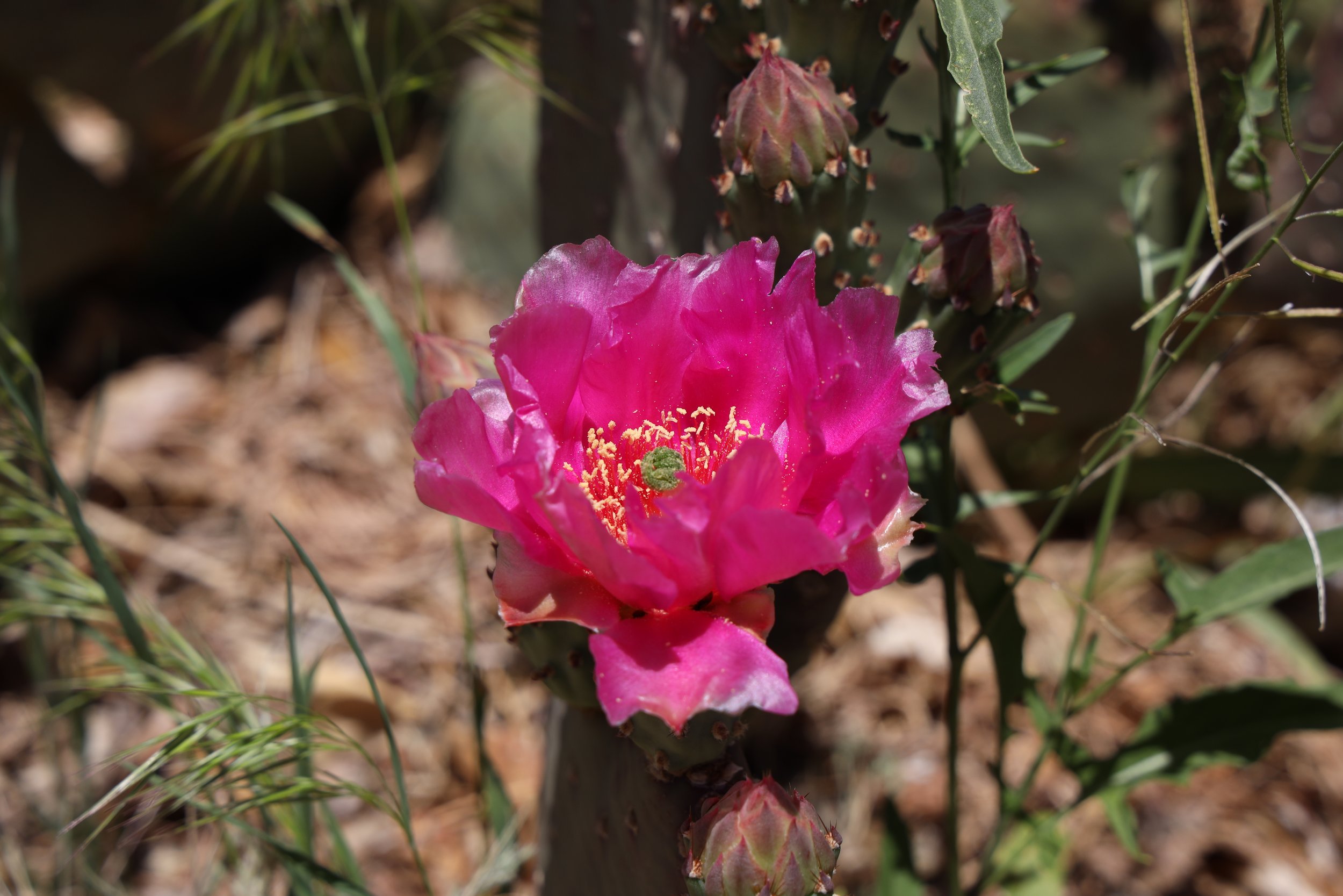 Beavertail Prickly Pear (Opuntia basilaris) 
Blooms spring