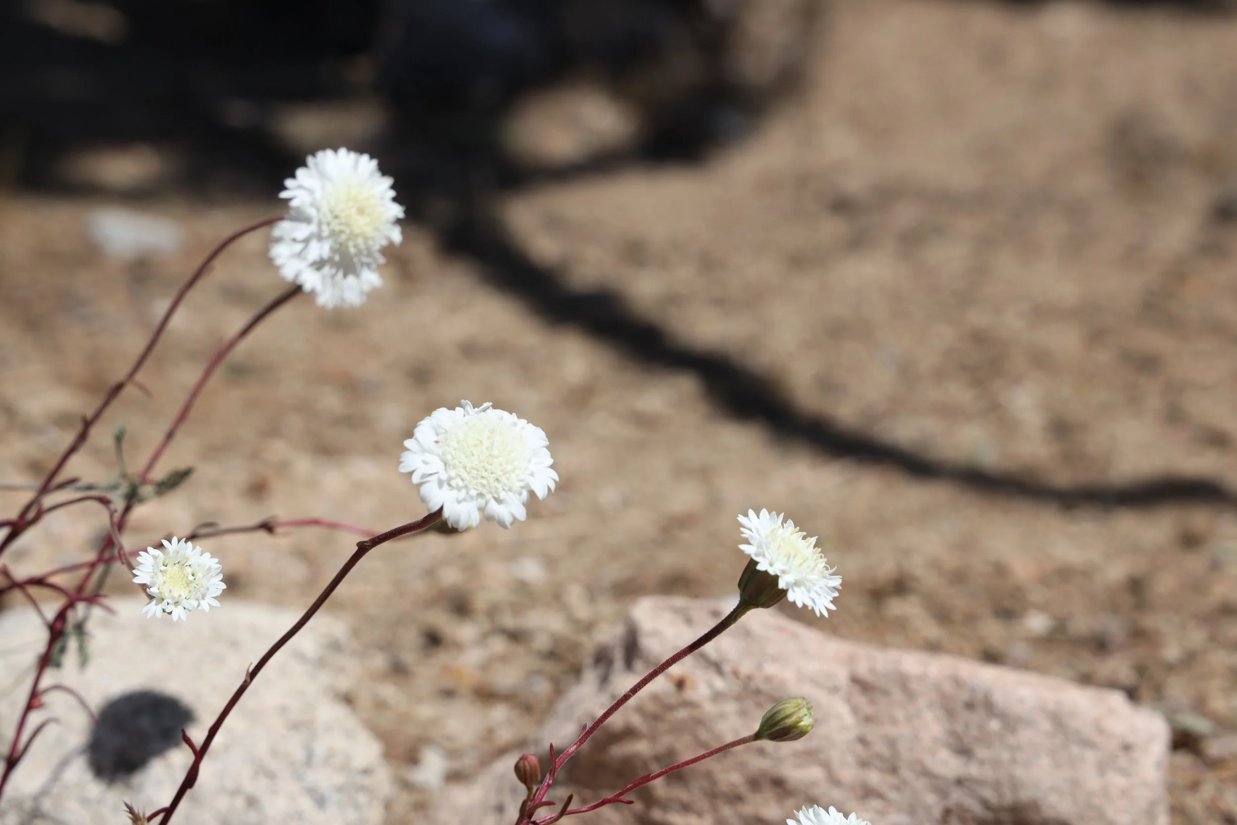Fremont's Pincushion (Chaenactis fremontii) 
Blooms May