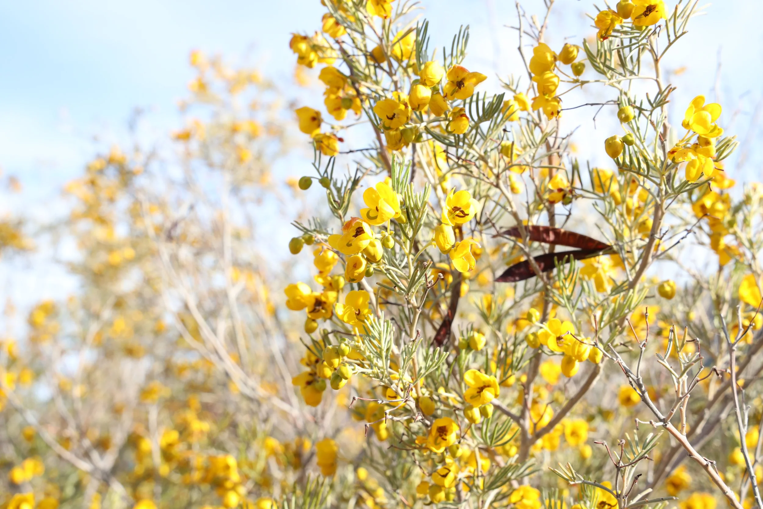Silver-leaf Cassia (Cassia phyllodenia) 
Blooms spring